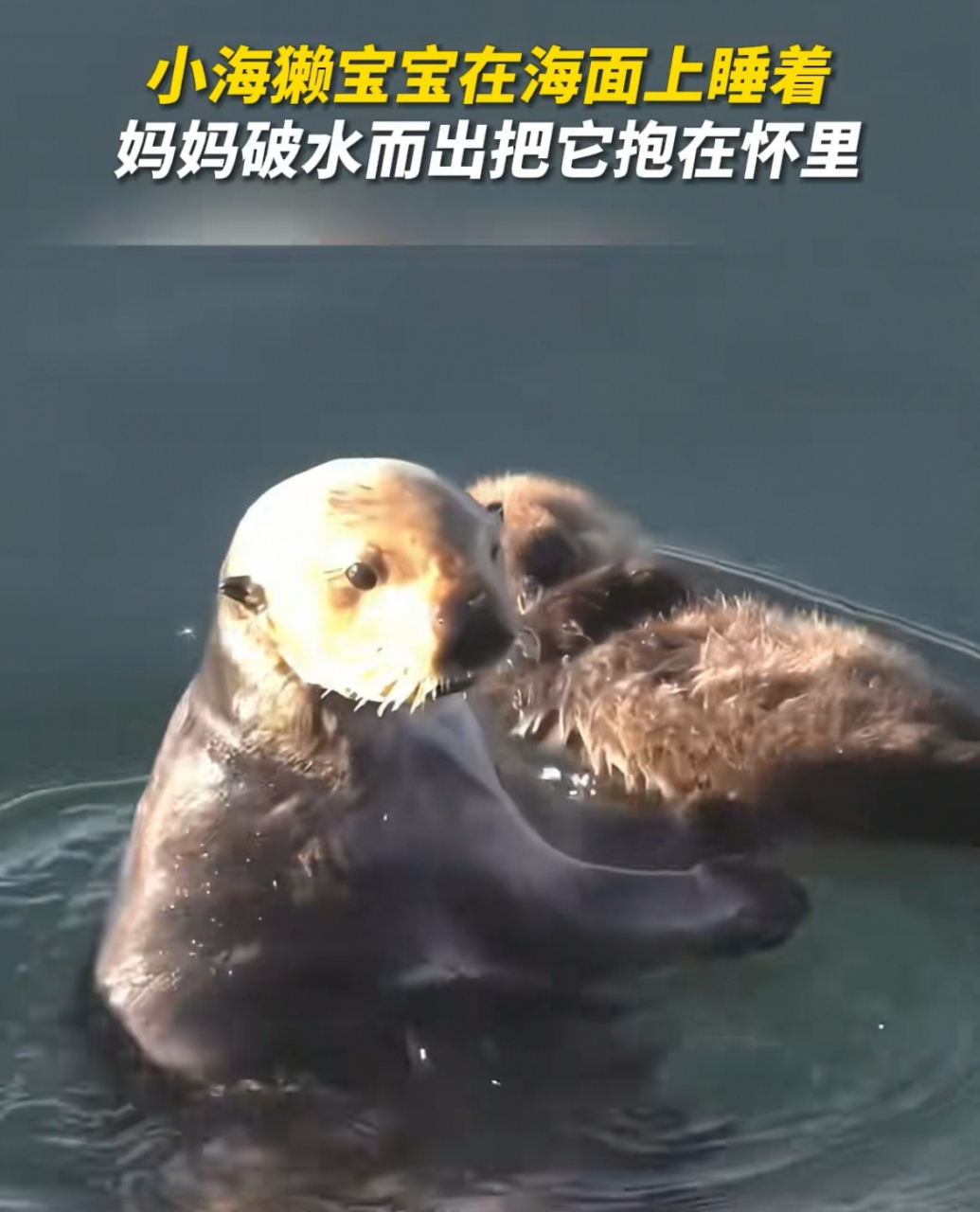 海獭妈妈抱宝宝图片图片