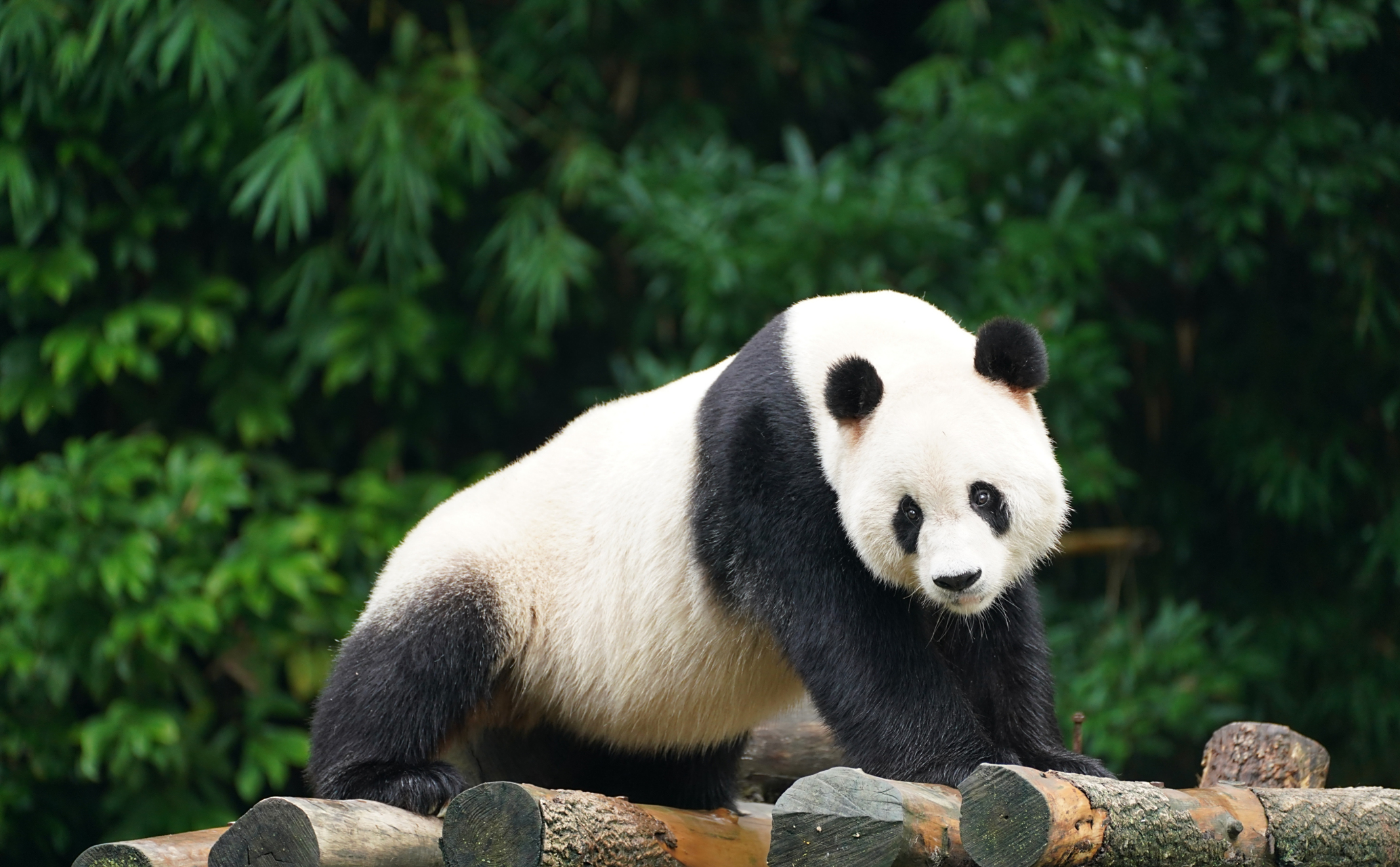 大熊猫蔓越莓, 渝可渝爱的大长腿爸爸.