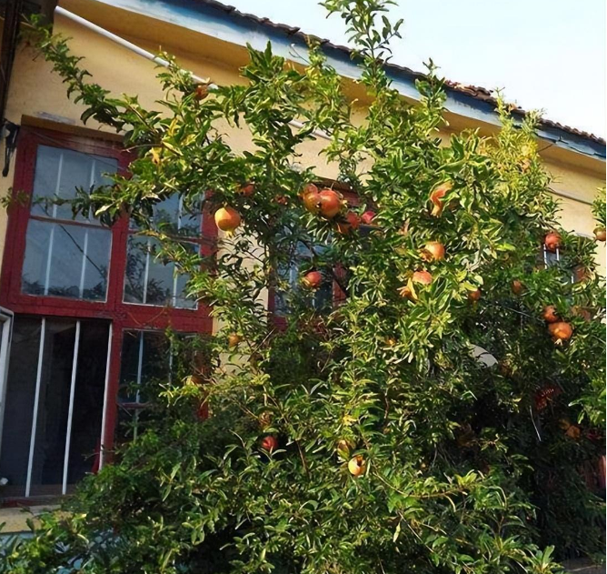 很久以前,人們便開始在家門前栽植各種樹木,不僅為了美化家園,更是