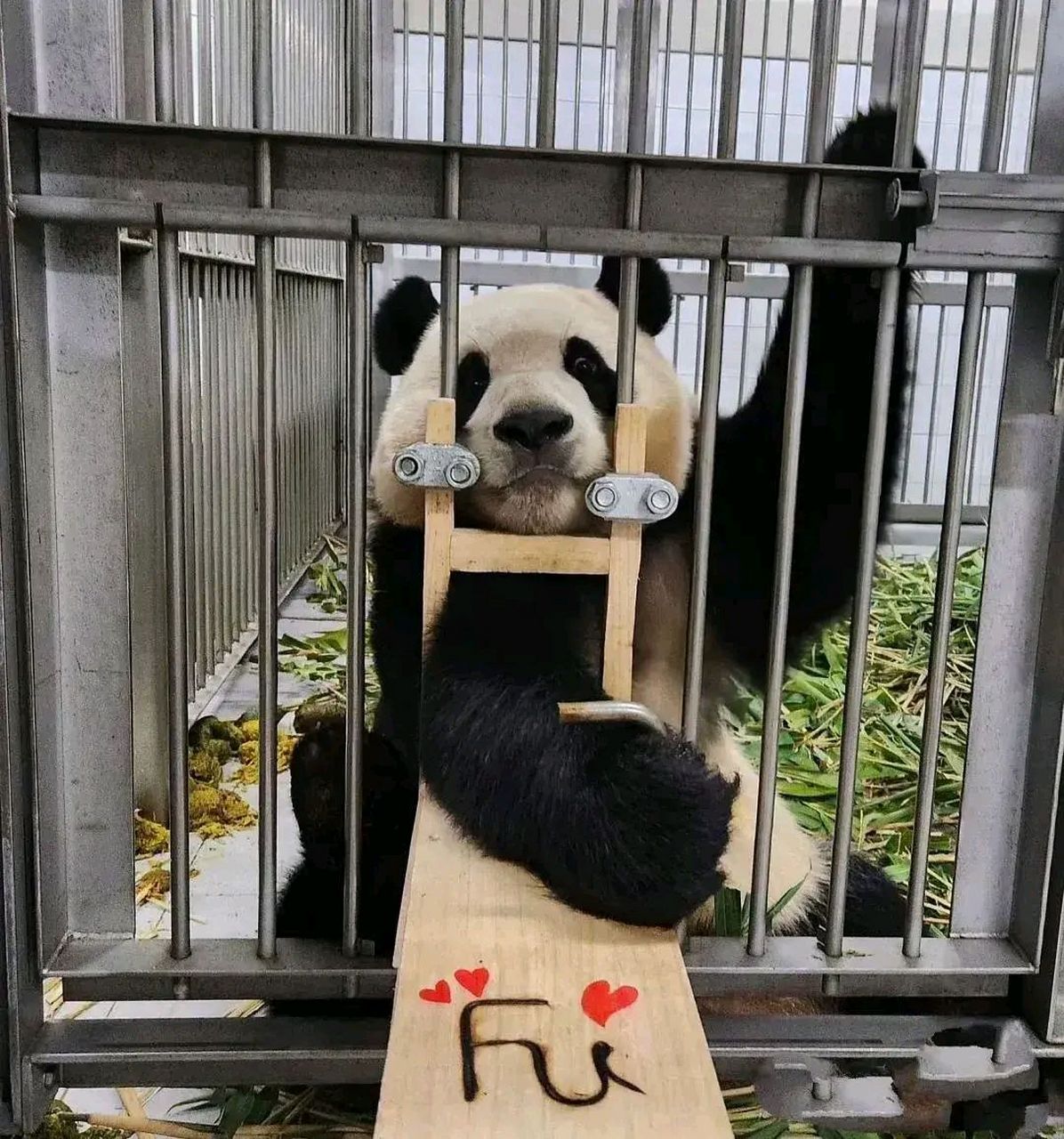 大熊猫# 财阀家的大小姐熊五熊六的配合体检,讲真,爷爷养的真好,两位