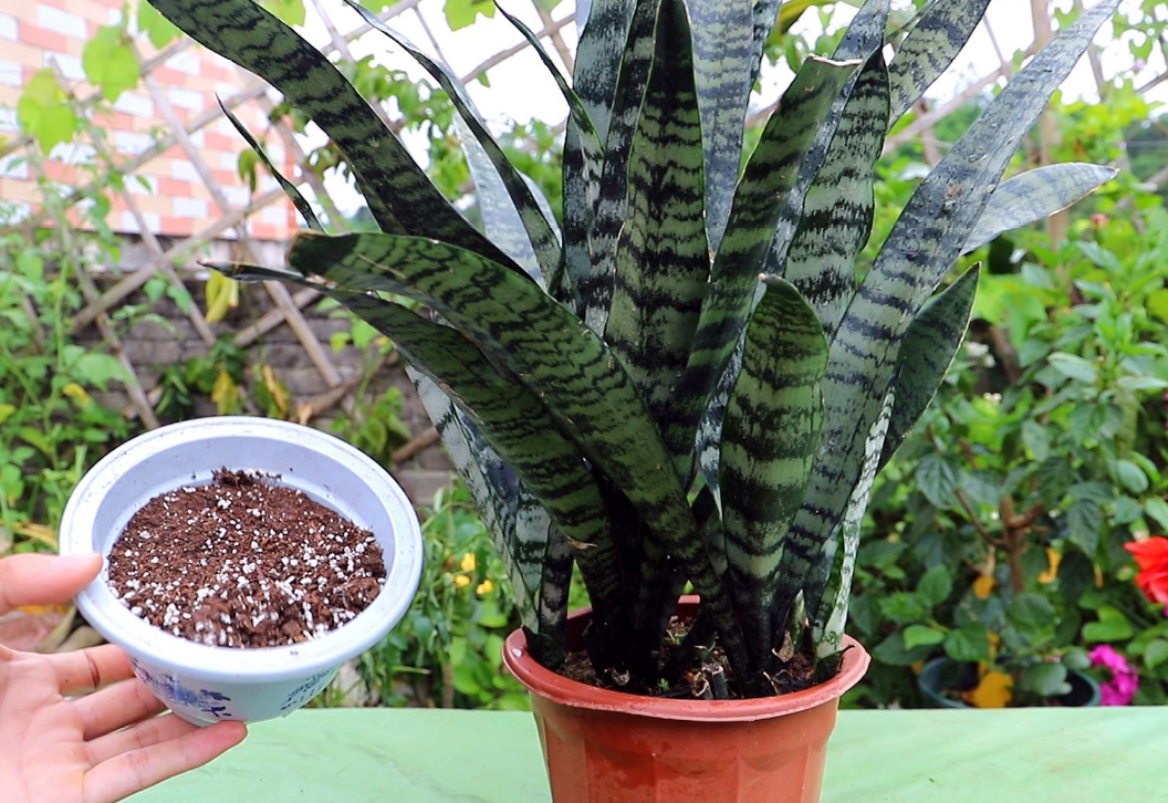 虎尾兰的养殖方法和注意事项