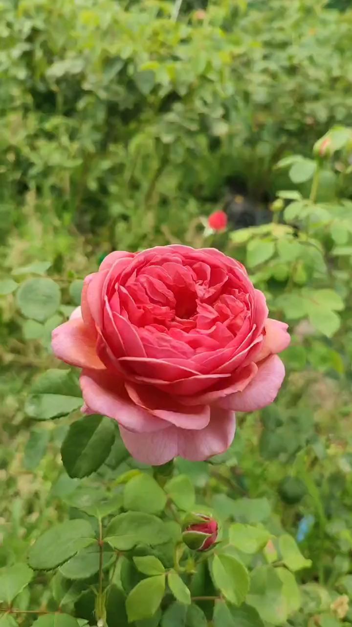 肯特公主月季耐晒耐淋耐病害 !