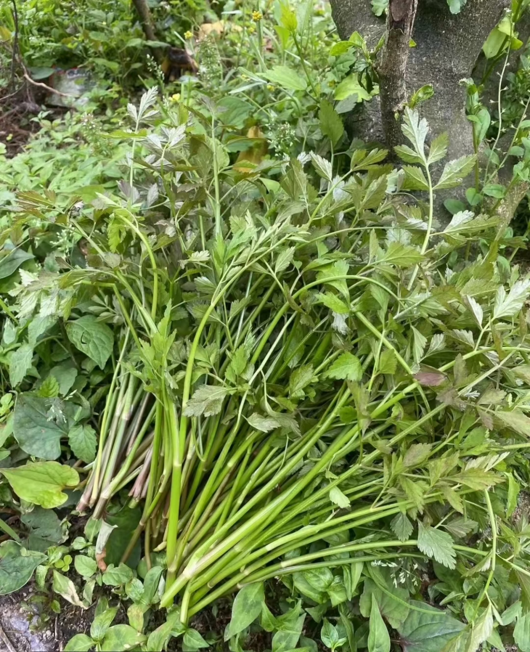 老家特别多,这个能吃吗?