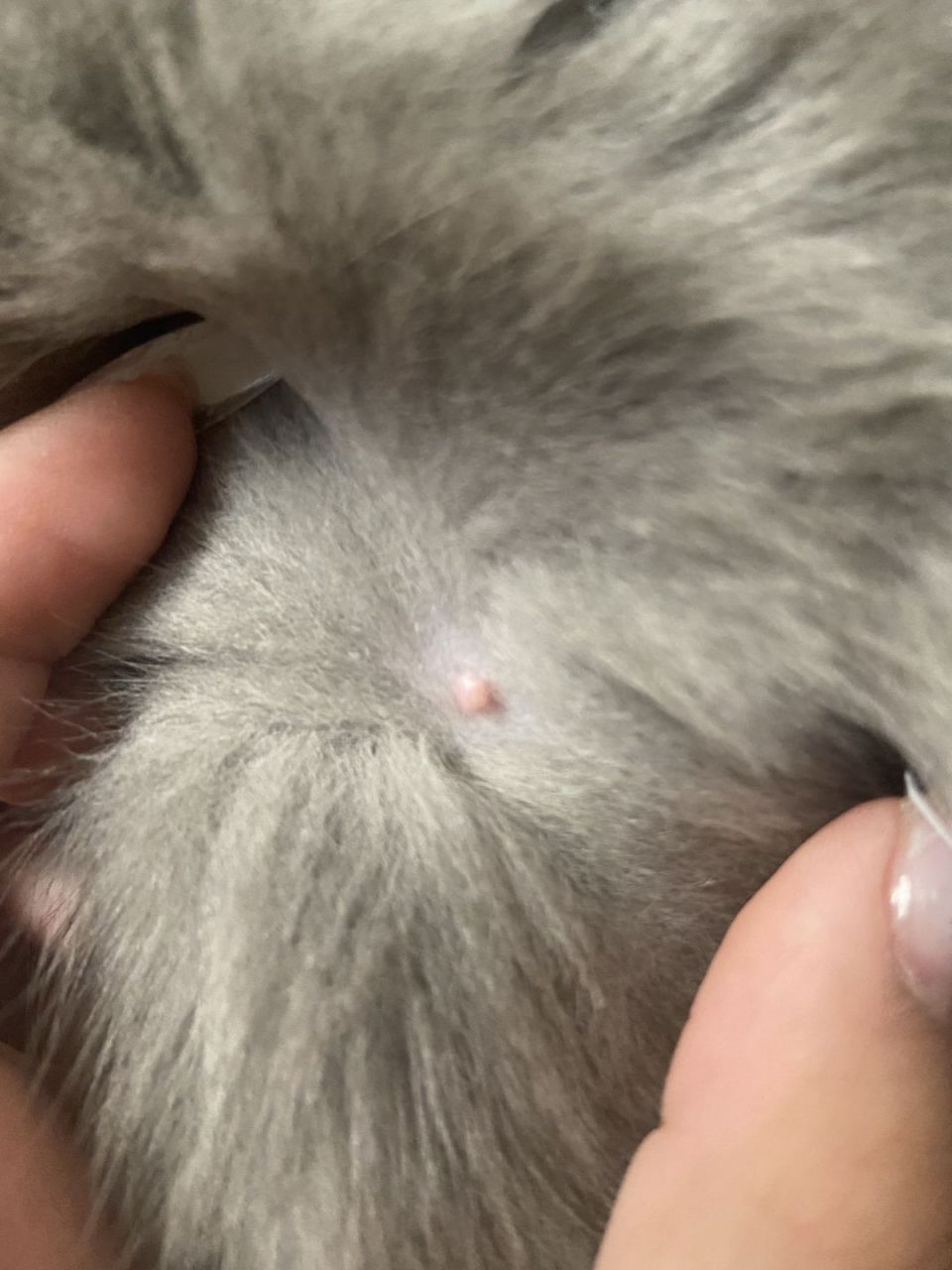 怎么办,我的小猫长痘痘了!