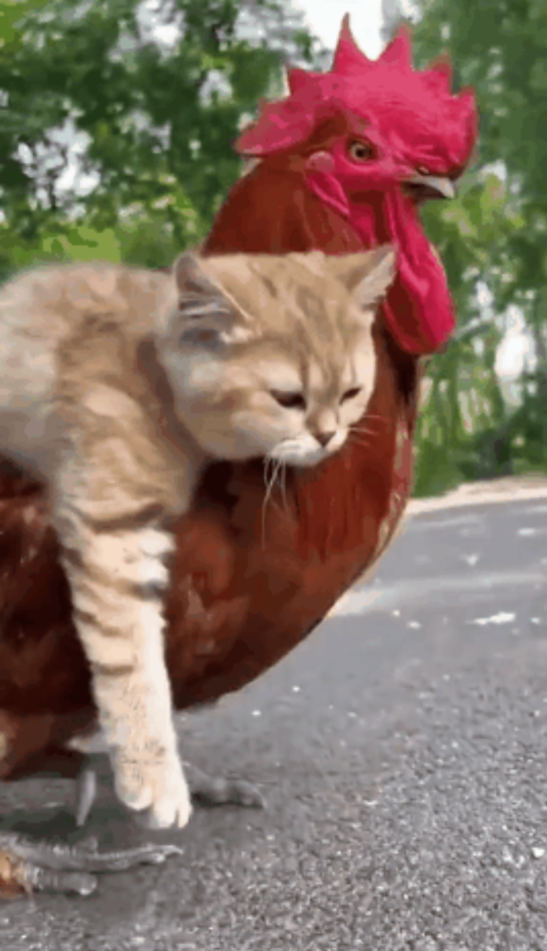 鸡成了猫咪的妈妈了吗?