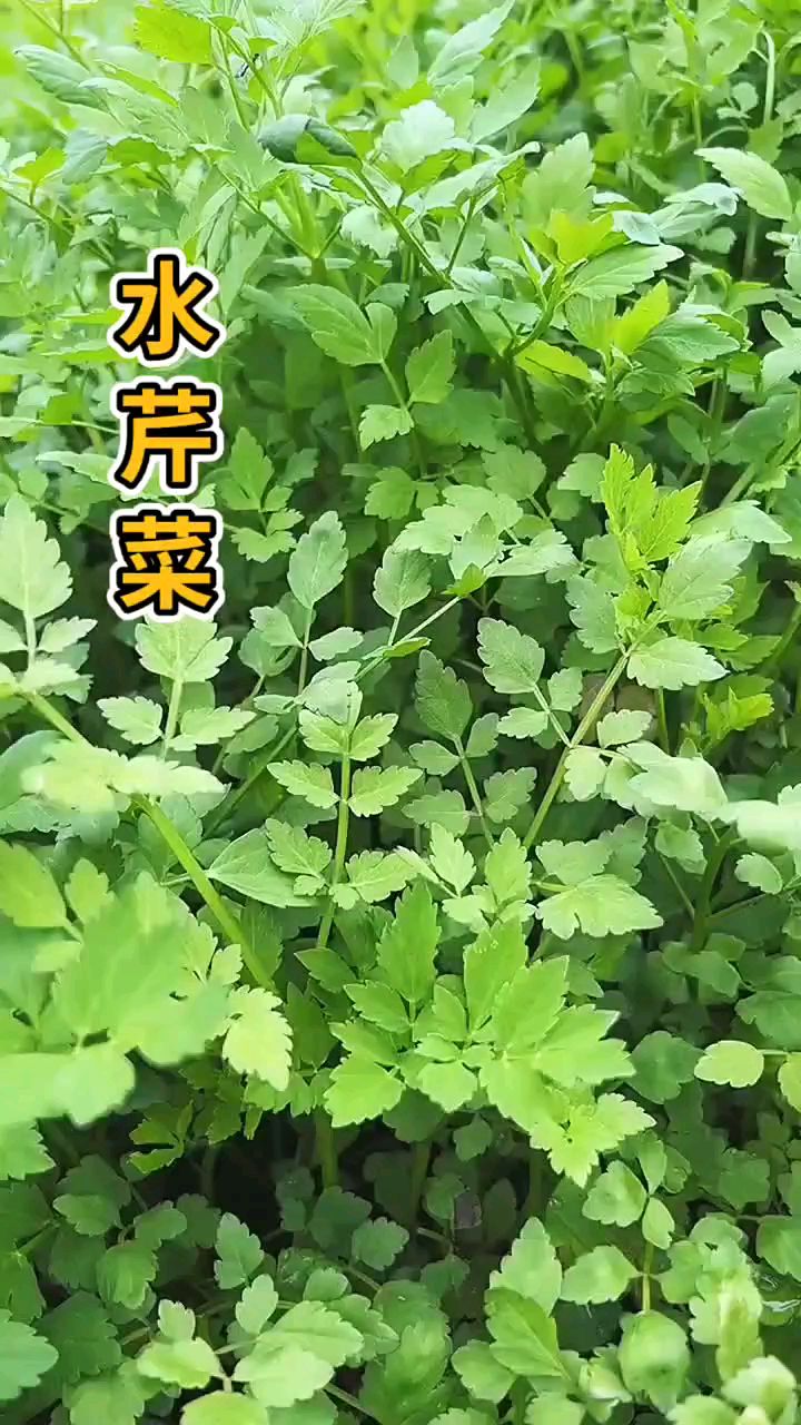 春天季节野菜多这里有一大片水芹菜摘点回家不知大家有没有吃过
