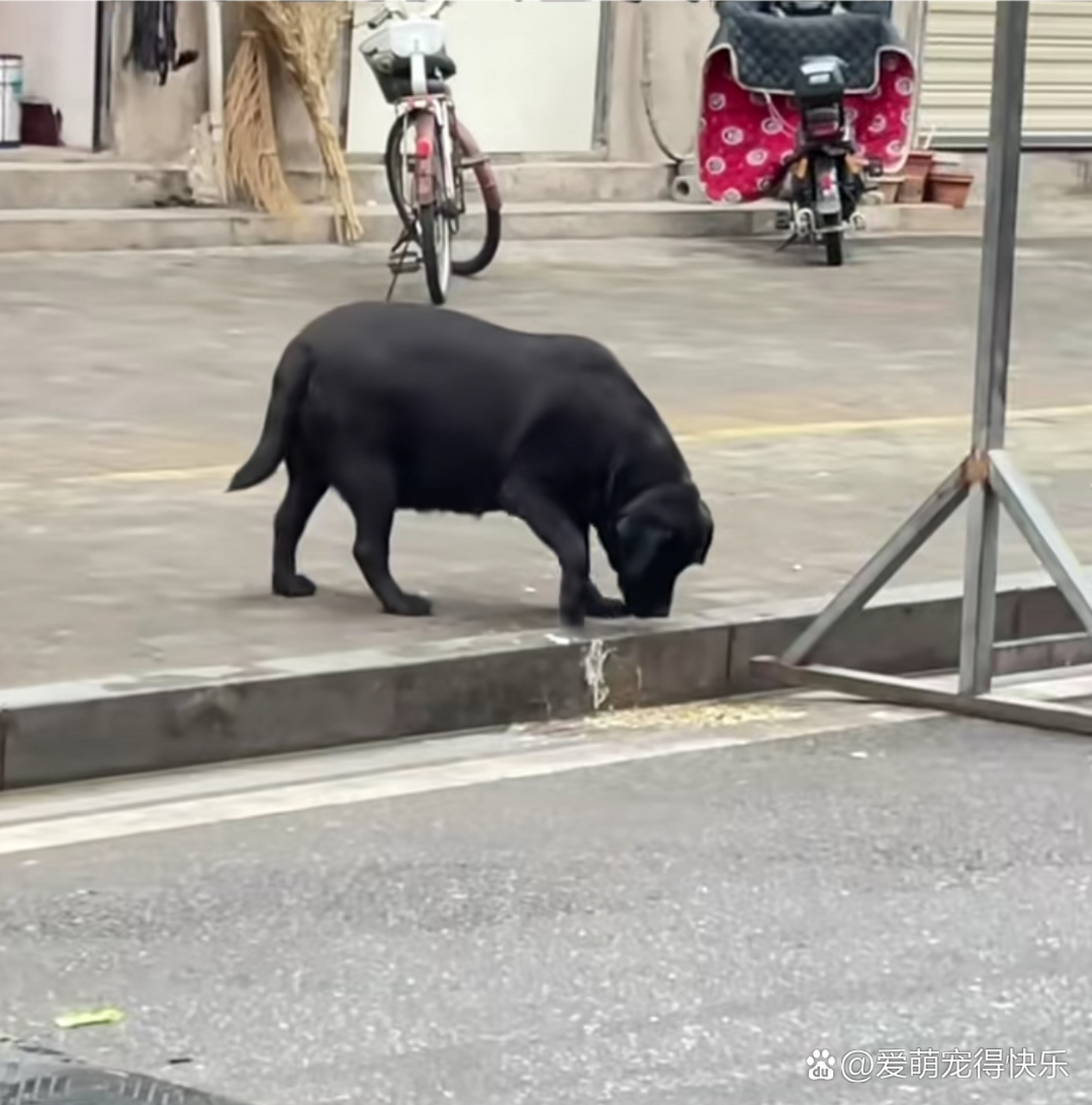 网友:马路边看到的,也不知道谁家猪跑丢了