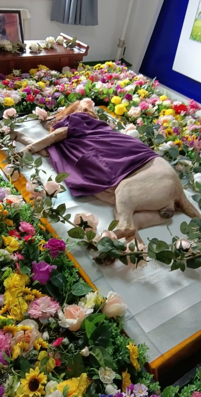 还是挺让人感慨的,世上有多少人的命还不"狗"呢!