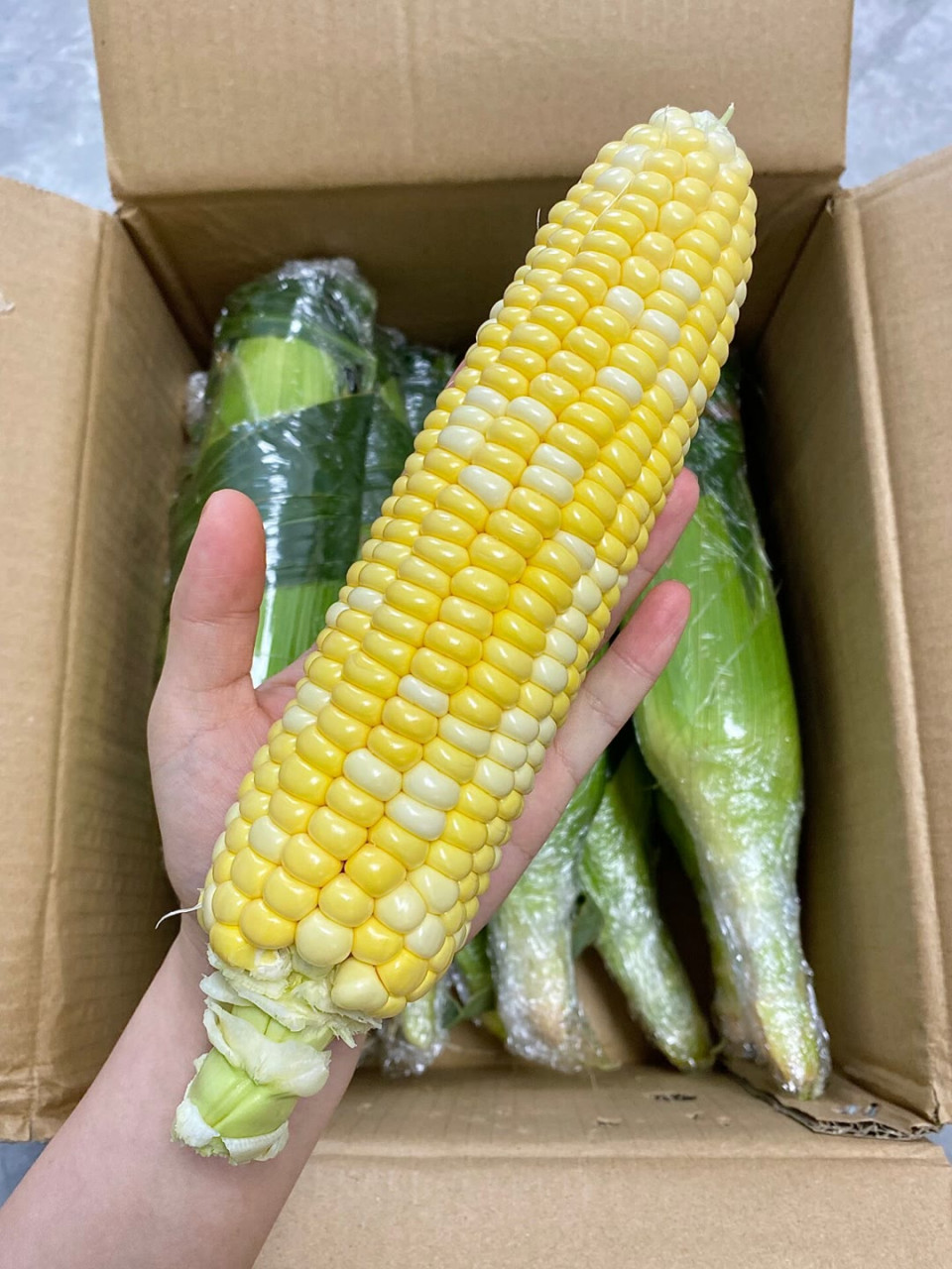 云南的金银水果玉米,之前吃过糯玉米,但是这个水果玉米真的又脆又甜
