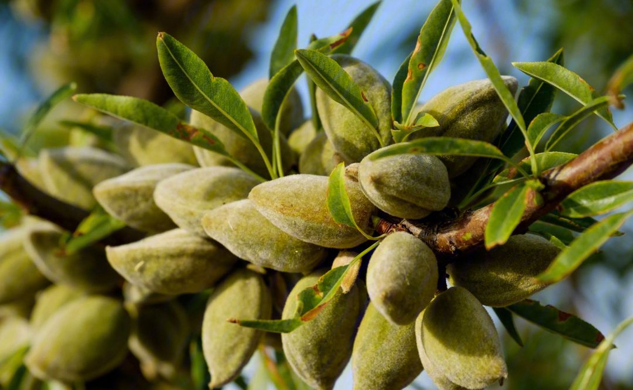 新疆巴旦杏  巴旦杏,又被称为扁桃,它是世界四大著名的干果之一.