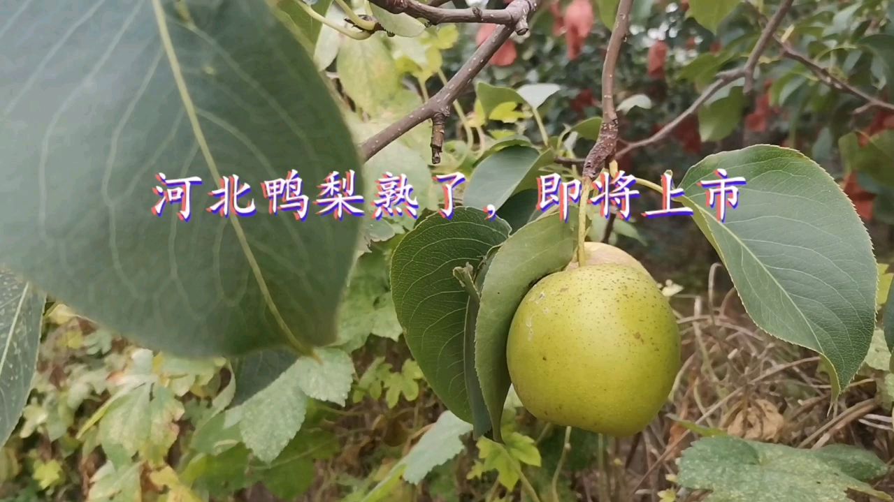 河北鸭梨熟了,即将上市