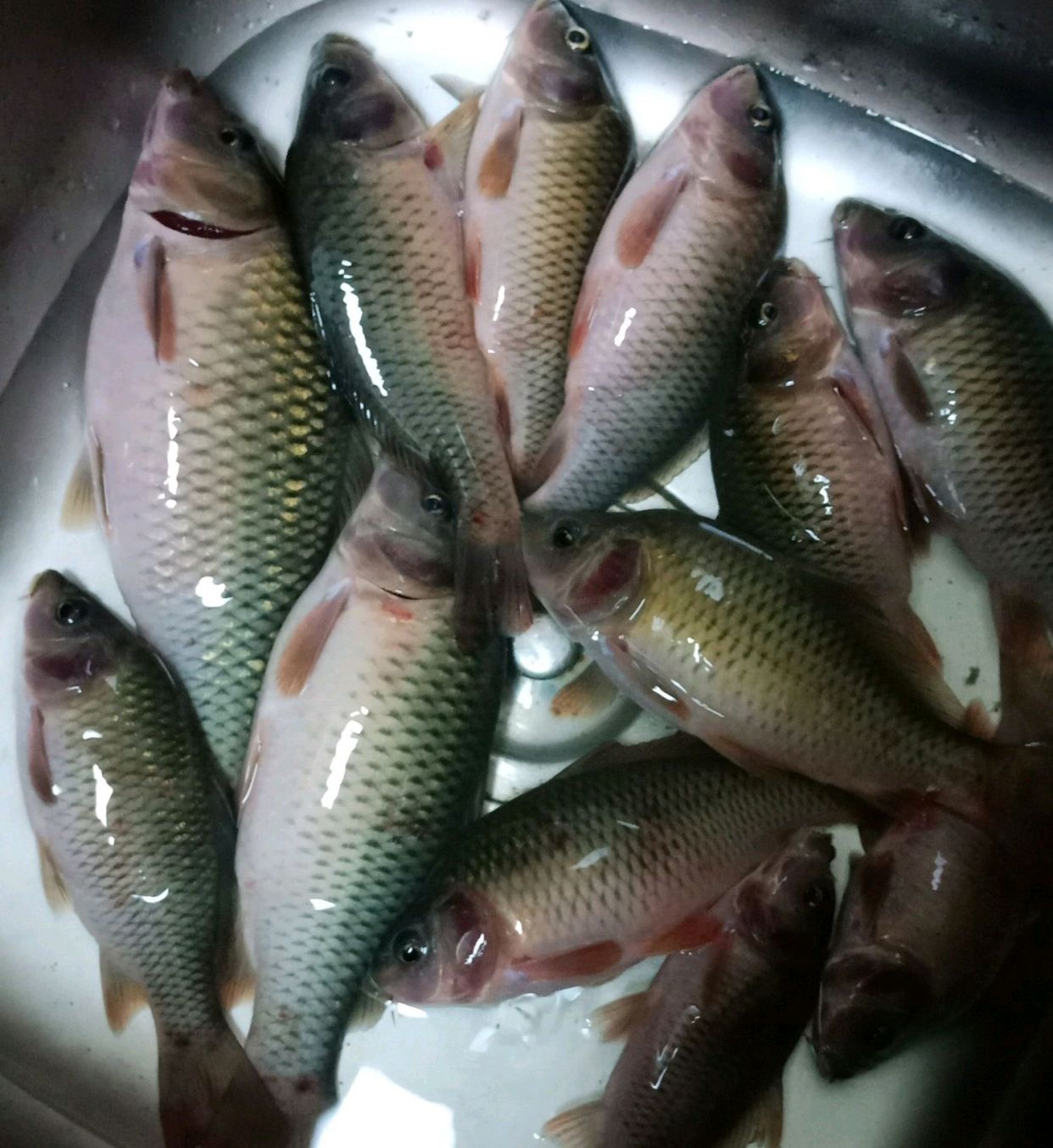 它的学名叫禾花鱼, 原产于湖南,广西的部分地区,由于这种鱼的分布不