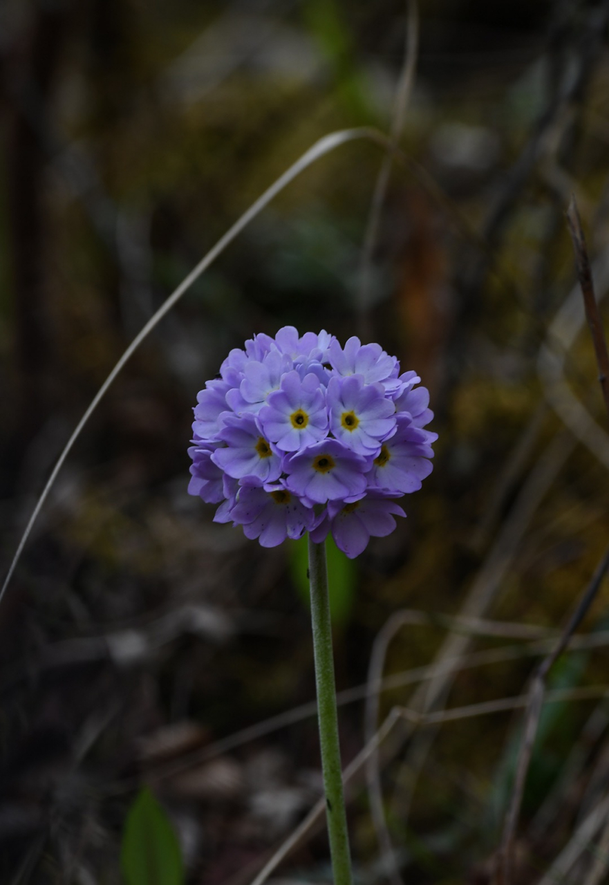 滇北球花报春 primula denticulata subsp.