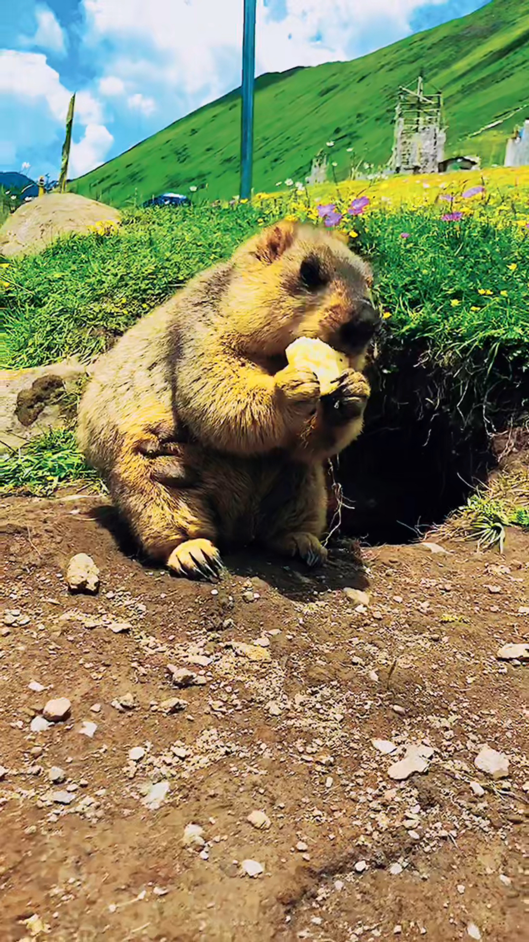 土拨鼠—丹巴县莫斯卡村的小精灵-度小视