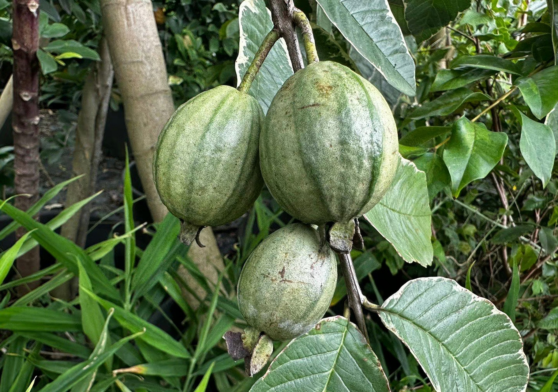 斑叶番石榴,今年没空给它套袋,估计已经被果实蝇糟蹋了,有点浪费了.