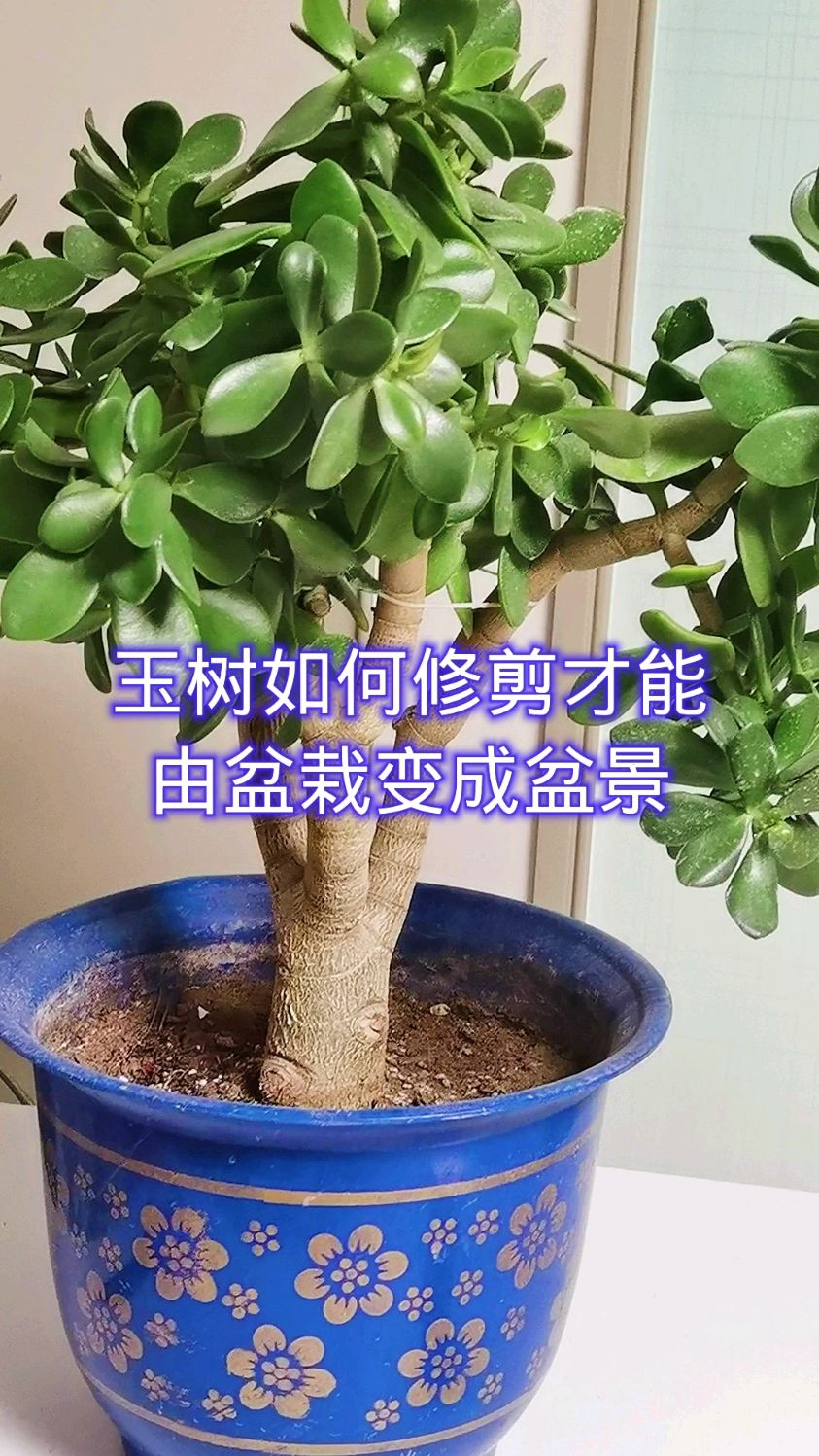 玉树如何修剪才能由盆栽变成盆景