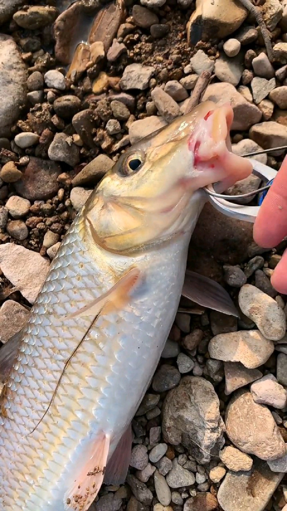 钓友们这鱼是花骨鱼吗?第一次钓到!-度小视