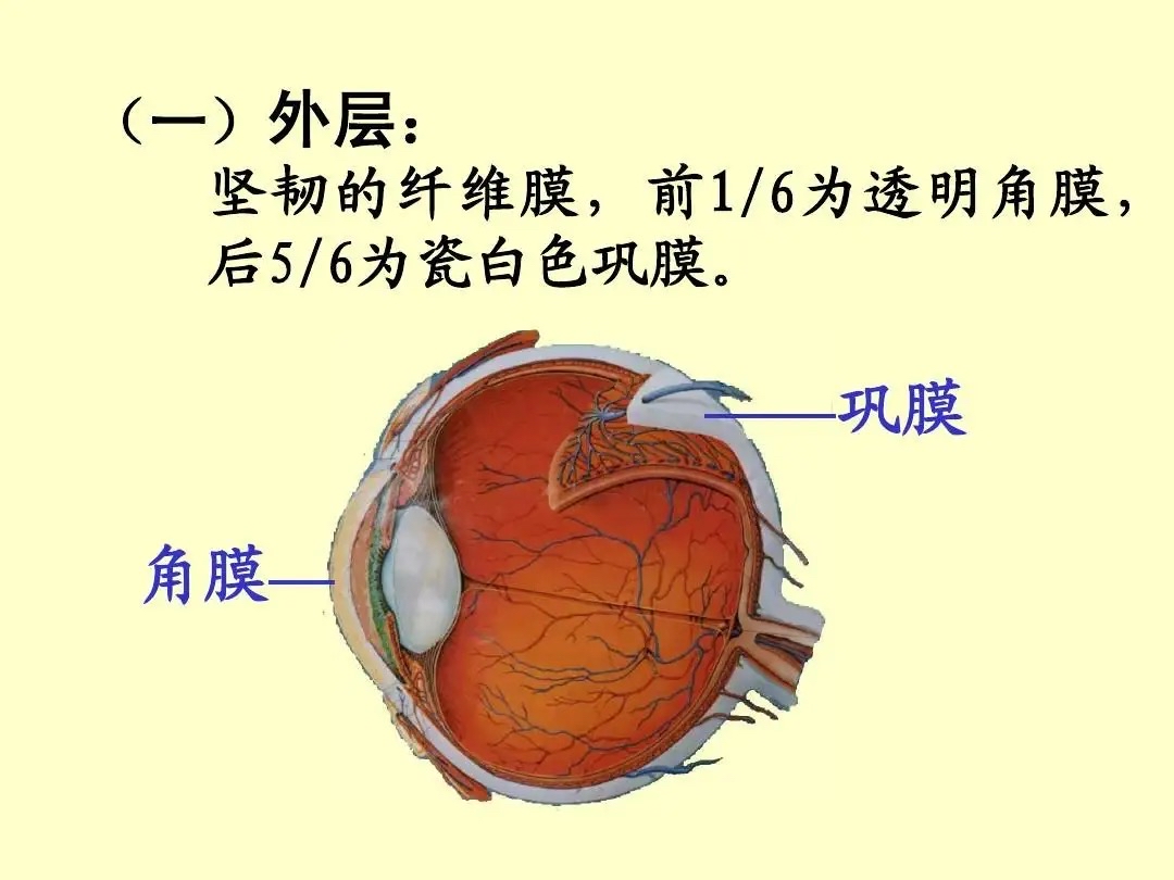 眼睛巩膜图片图片