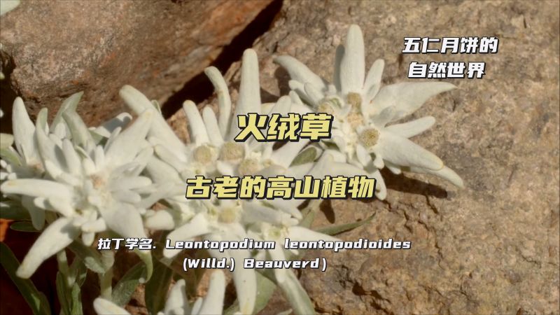火绒草就是歌里唱的雪绒花,自然,植物,好看视频