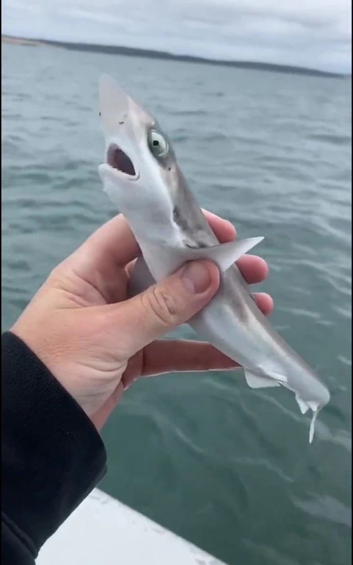 意外捕到手掌大的宝宝鲨!它第一次见人惊到瞪眼张开嘴