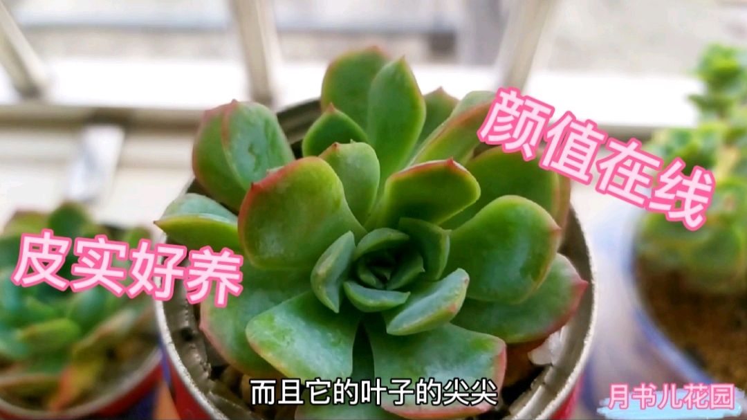 分享20款皮实好养的多肉,夏天颜值一直在线,快收藏起来