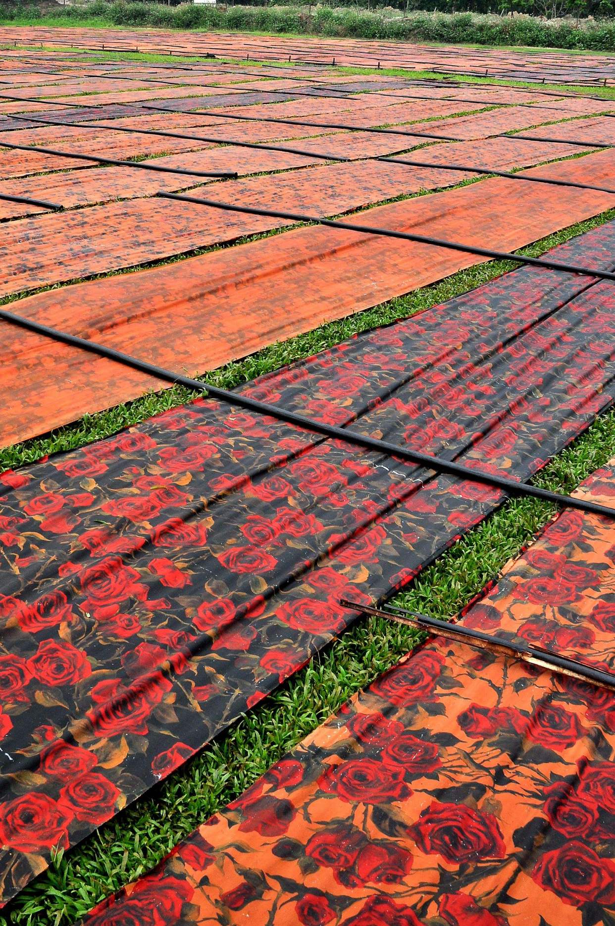 专题_香云纱 优质回答 在中国顺德,有一种用纯植物染料染色的丝绸面料