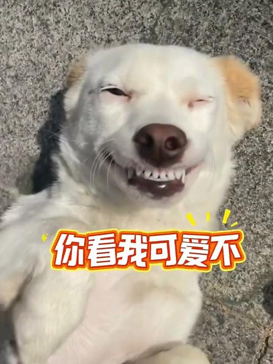 这满脸微笑的狗狗,谁能拒绝呢