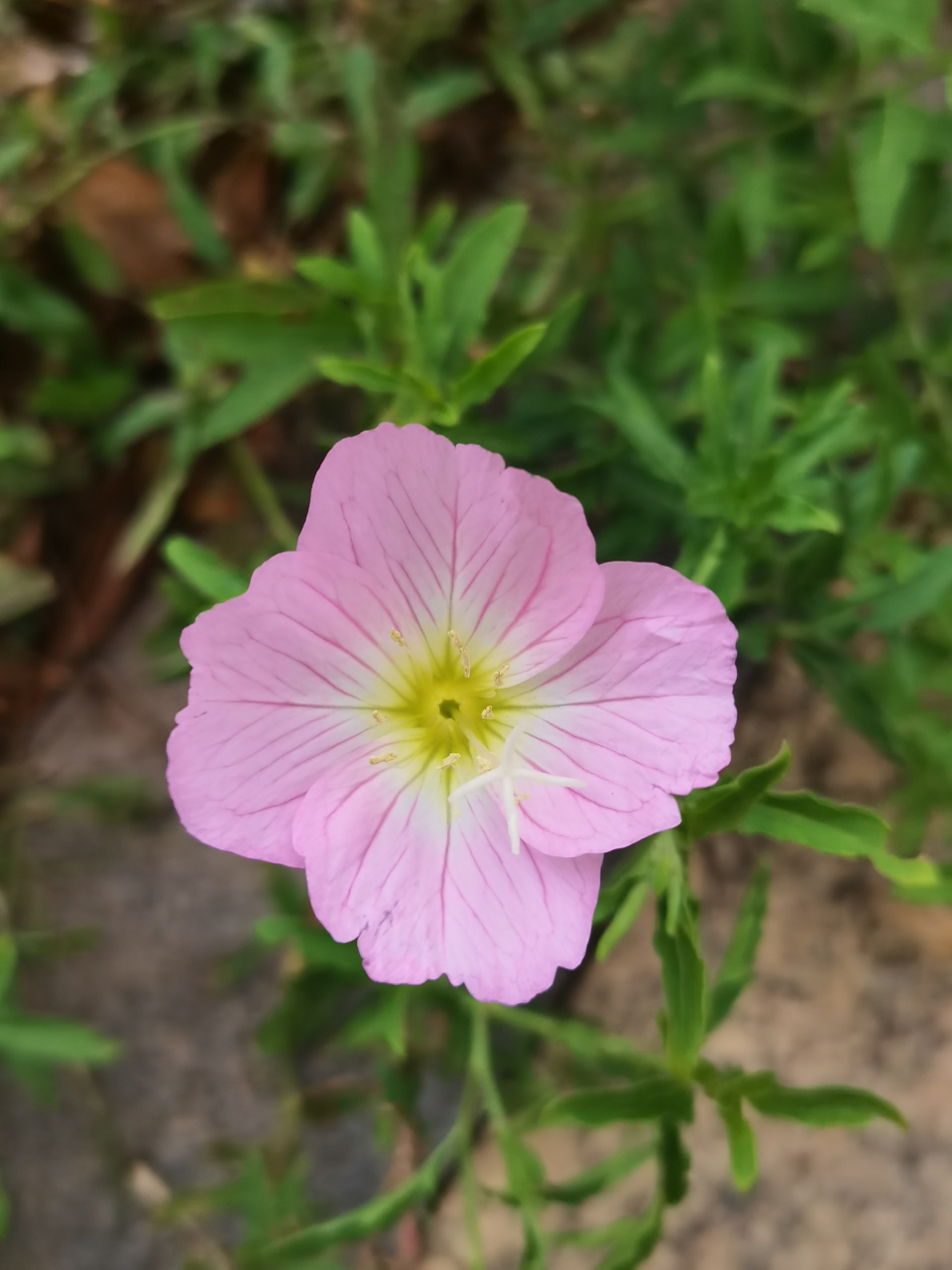 美丽月见草  98柳叶菜科月见草属的多年生草本植物.