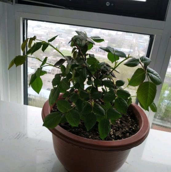 刚买的月季小苗,新芽的最顶端尖尖是黑的,这是盲芽吗?
