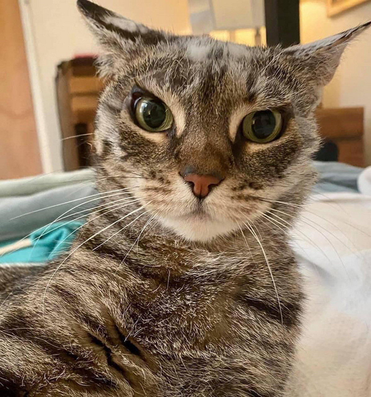 一只天生刀眼的猫咪,不敢惹真的不敢惹![左捂脸]