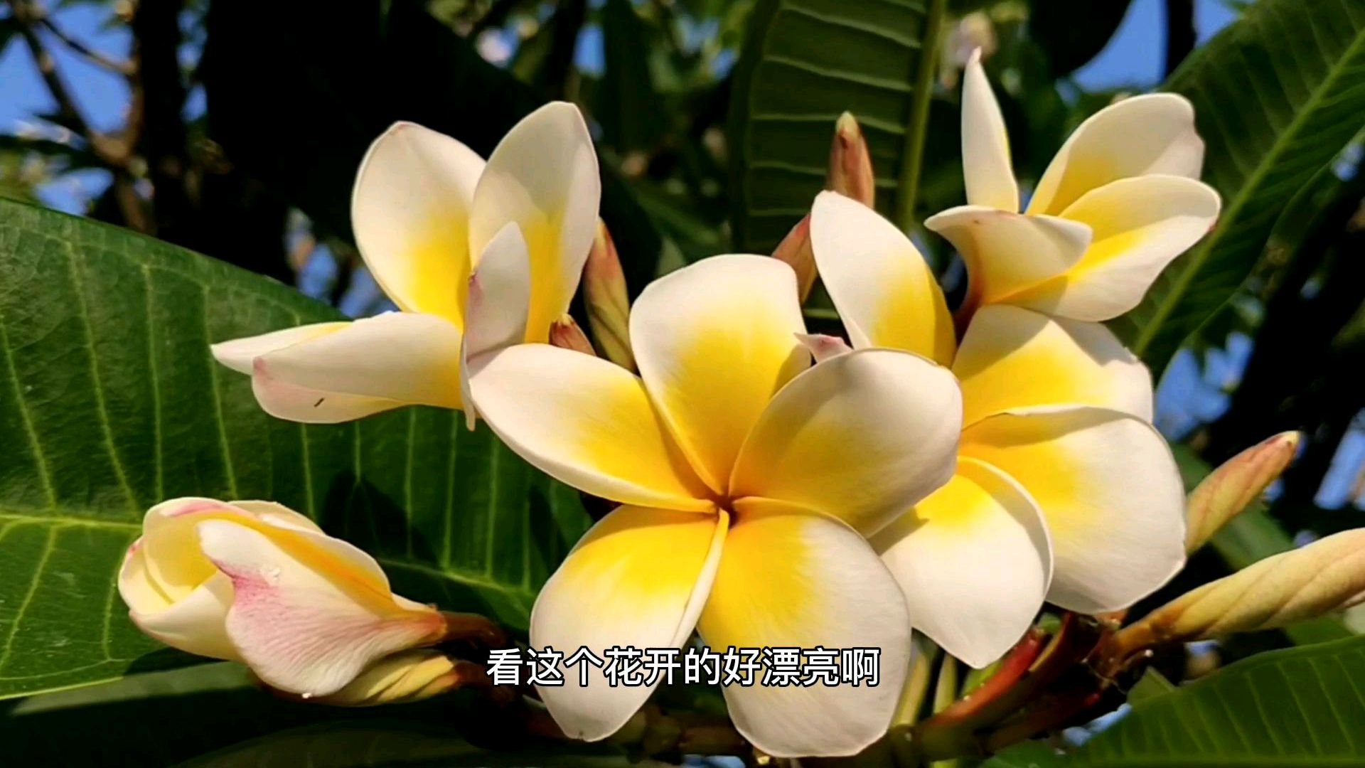 屋顶上鸡蛋花,花开正艳