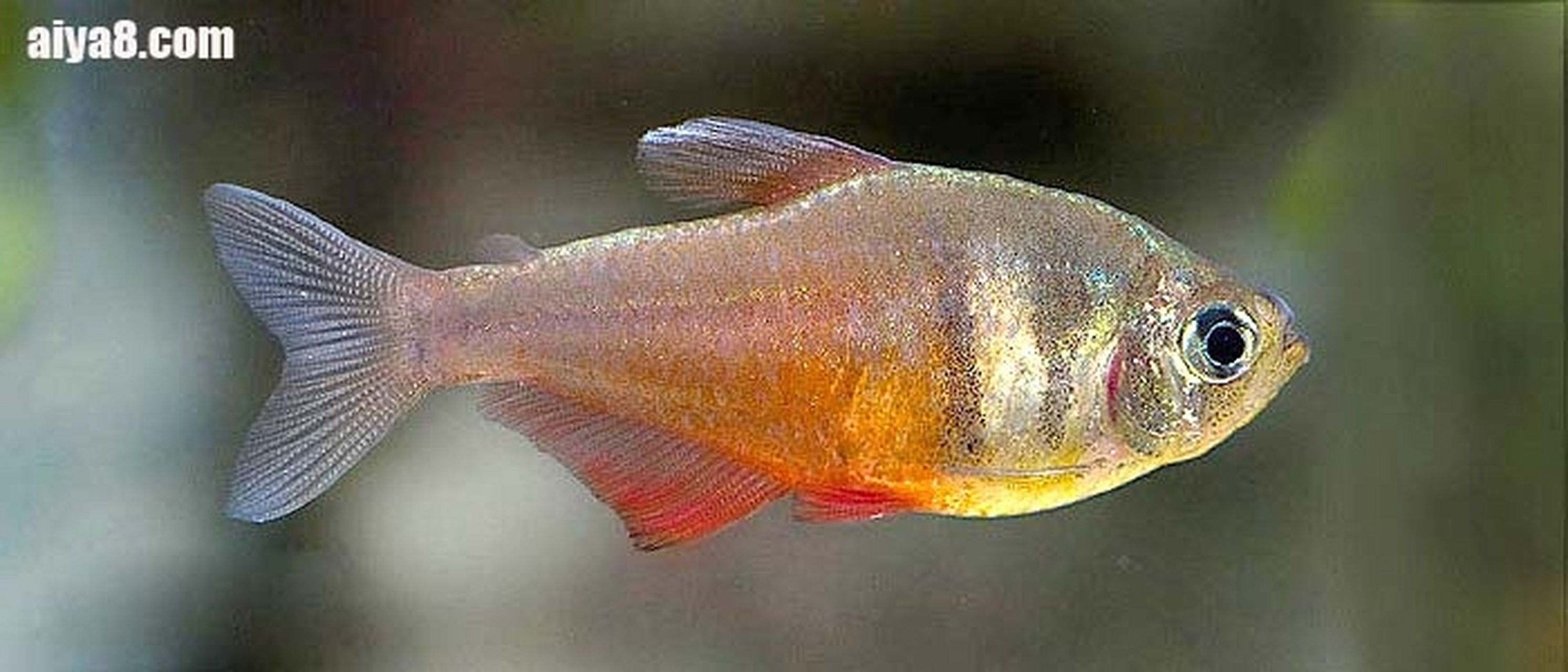 火焰灯鱼,学名火焰魮脂鲤(hyphessobrycon flammeus),又称火焰裙鱼