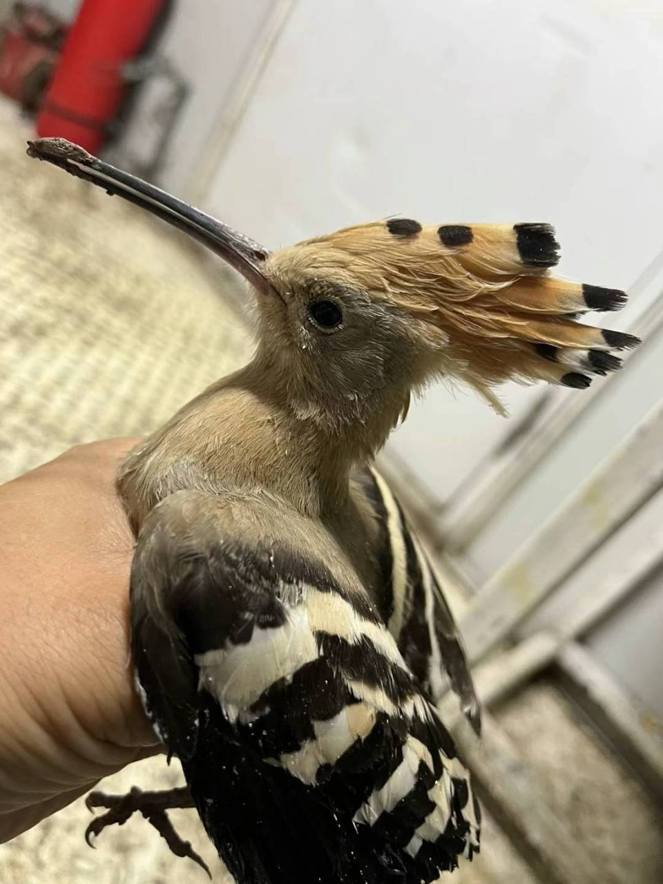 家里进来这么一只大头鸟儿,不知道叫什么名字,有认识的朋友嘛?