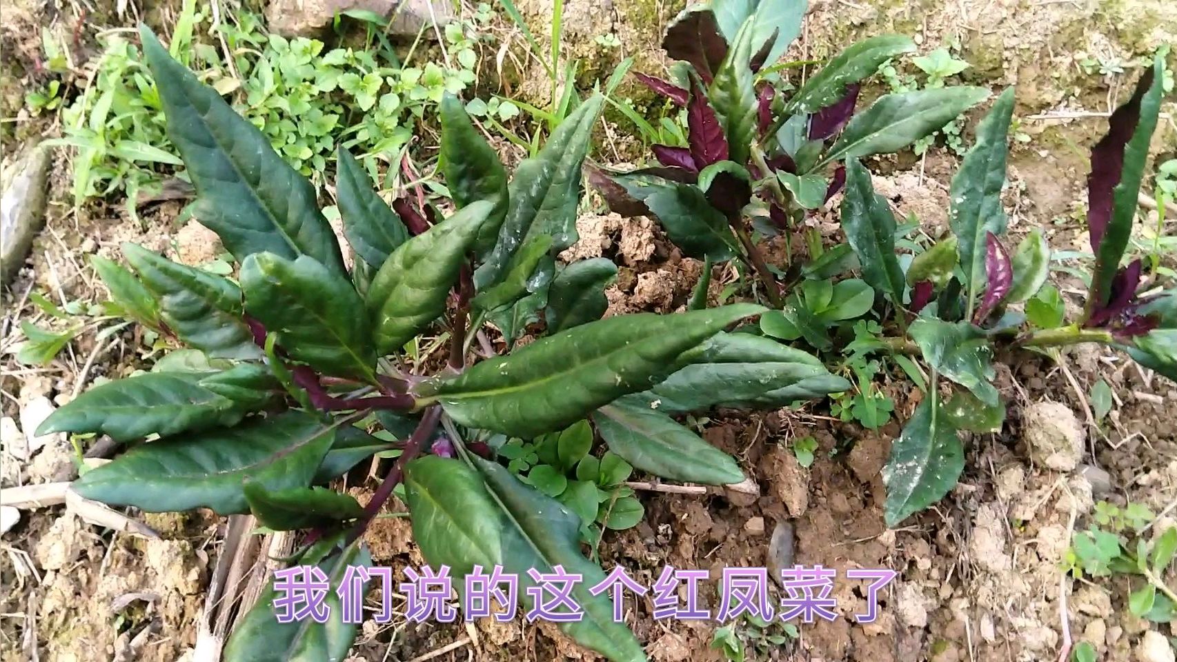 红凤菜嫩滑爽脆,看看长什样了,能摘一餐吃了不!