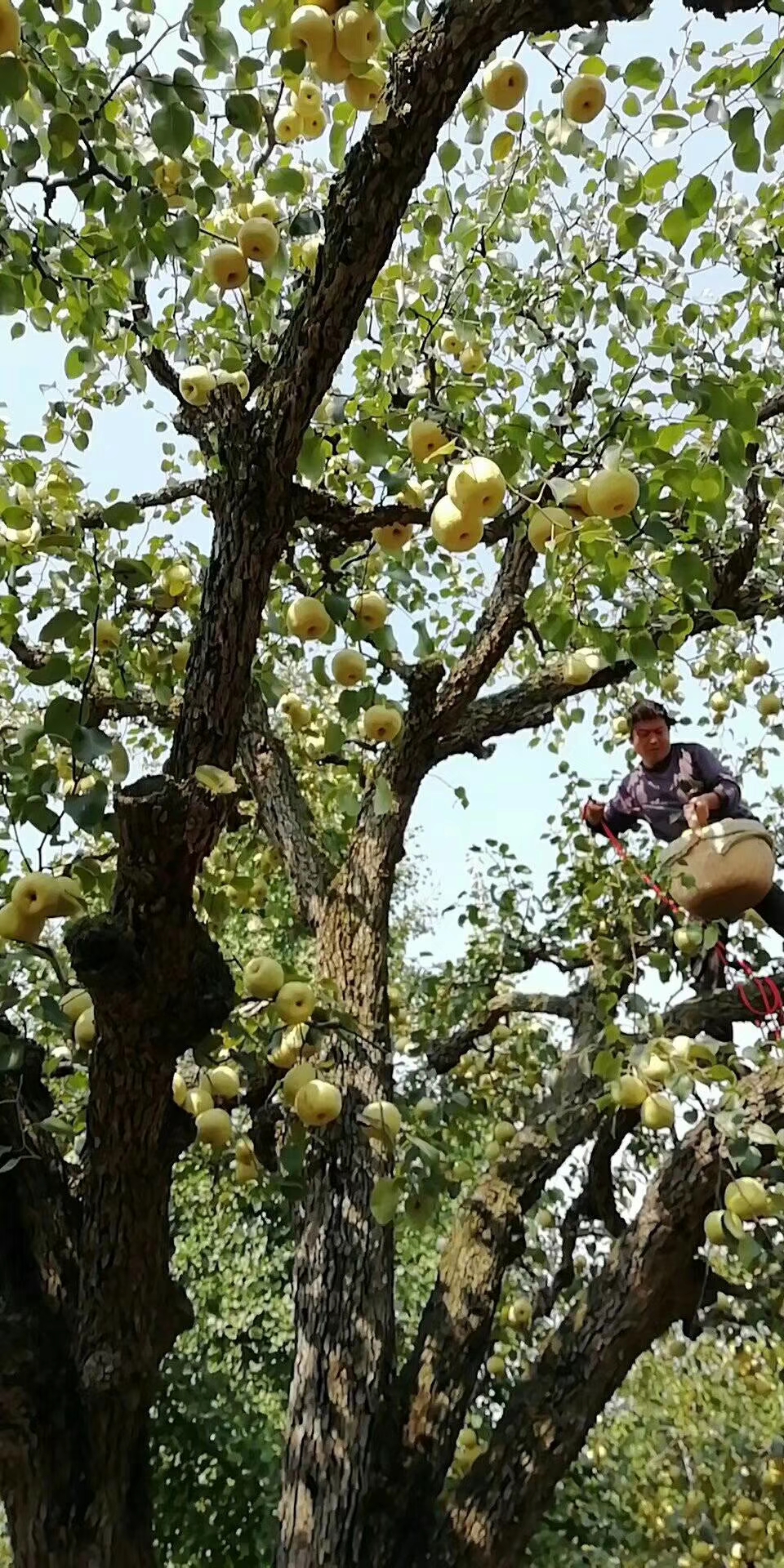 百年老树砀山酥梨
