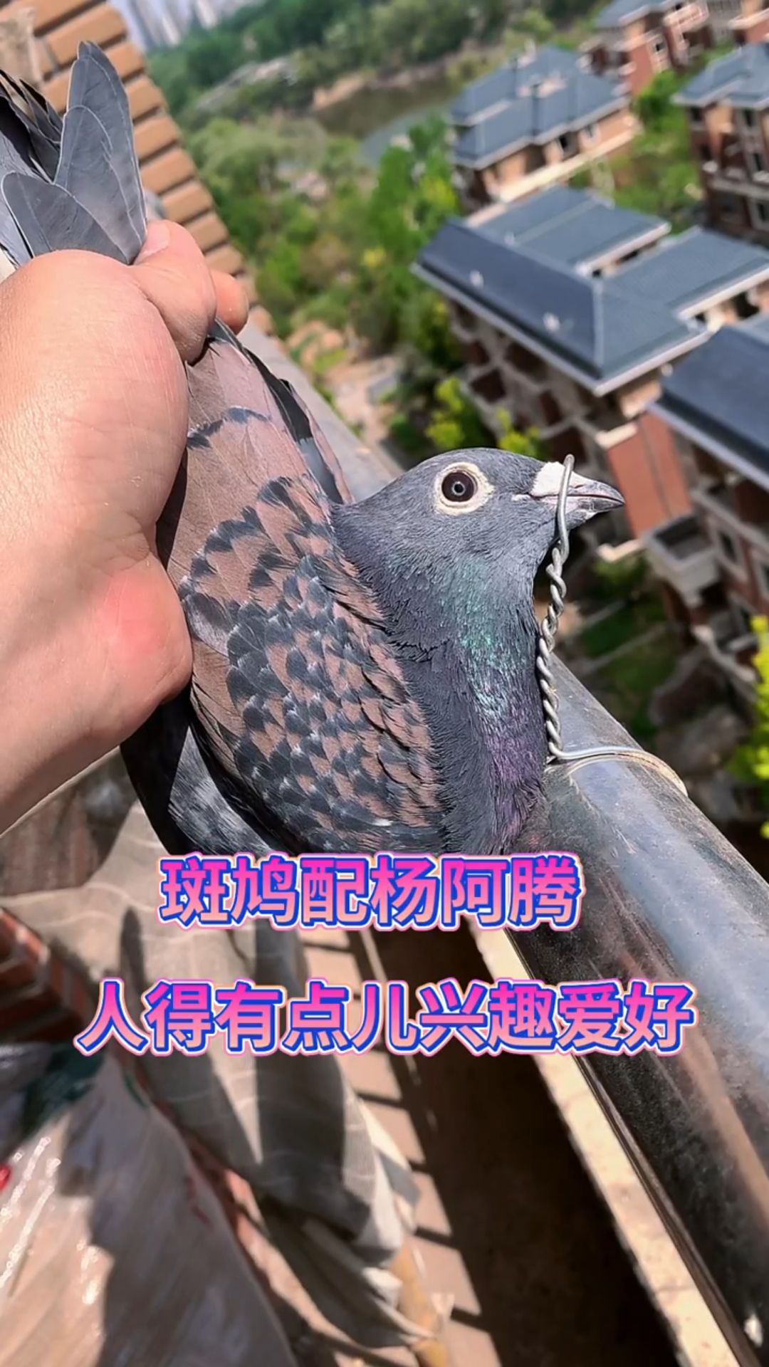 斑鸠配出来的鸽子