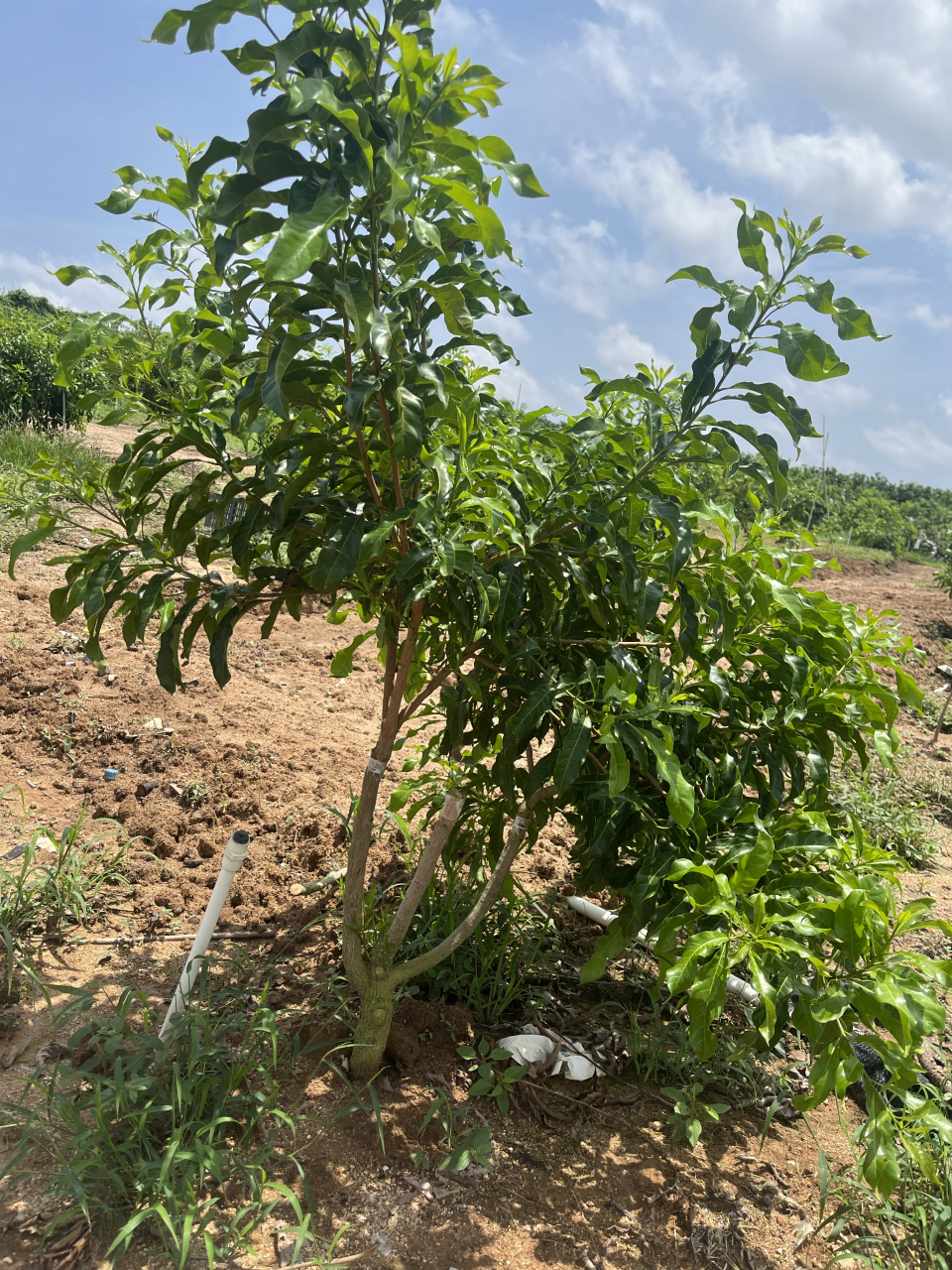 广西黄晶果种植基地图片