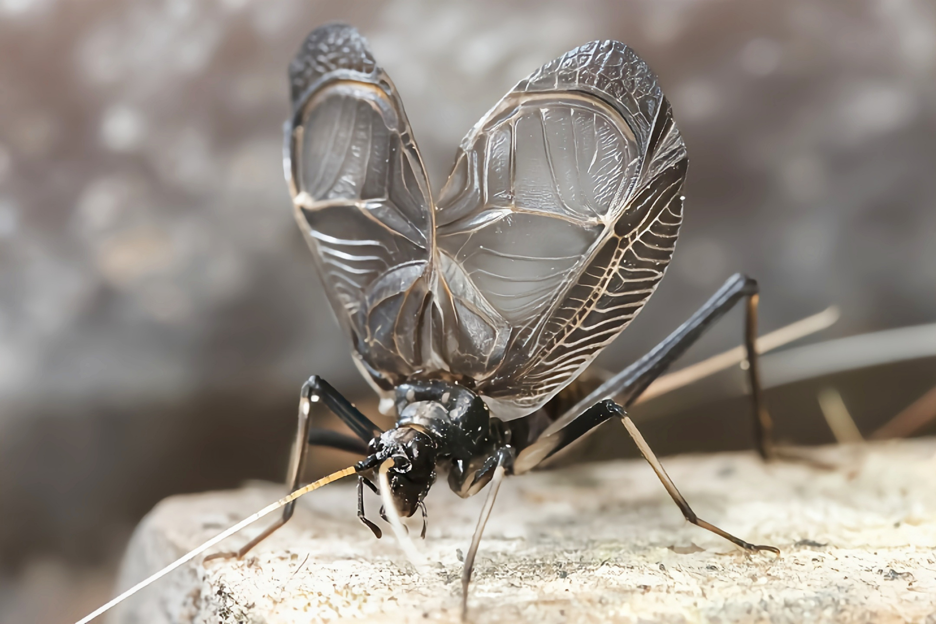 每天认识一种昆虫——日本钟蟋 日本钟蟋别名马蛉,分布于我国山东