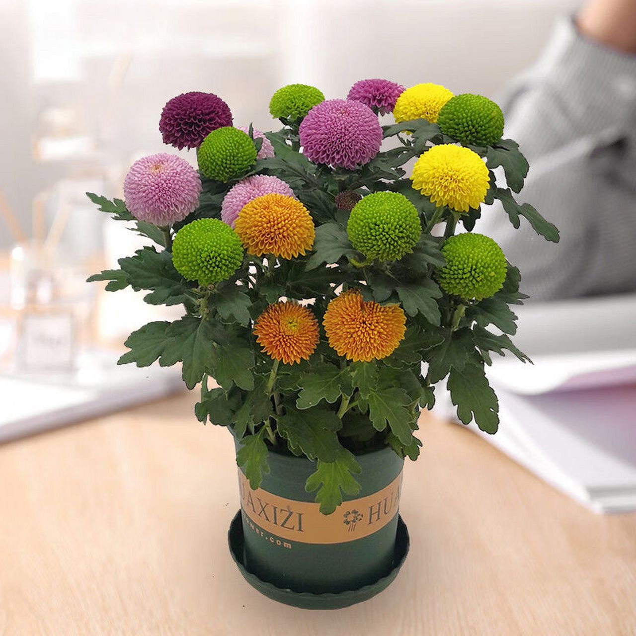 花卉盆景# 乒乓菊(chrysanthemum × morifolium po