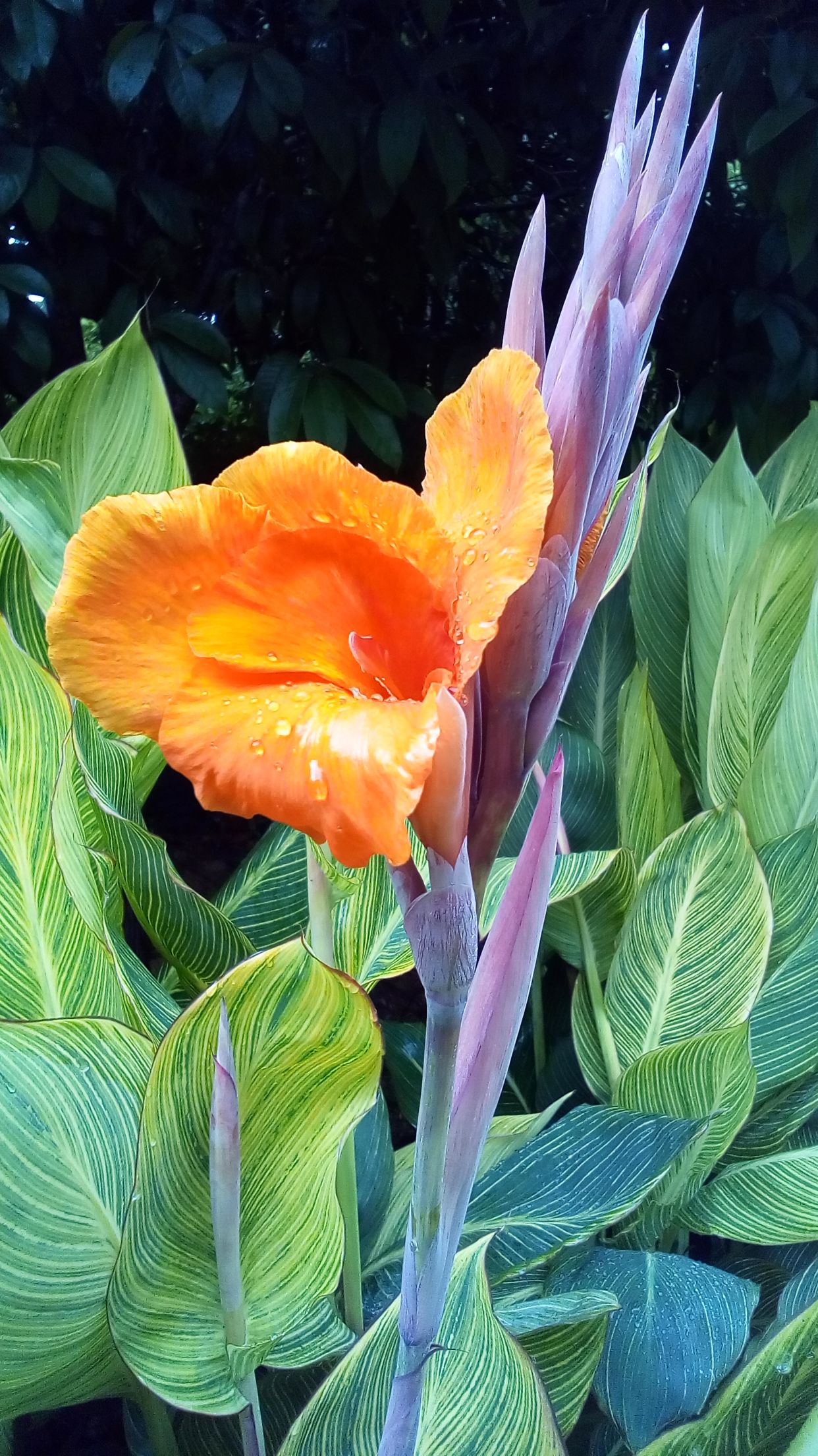 一组漂亮的金脉美人蕉图