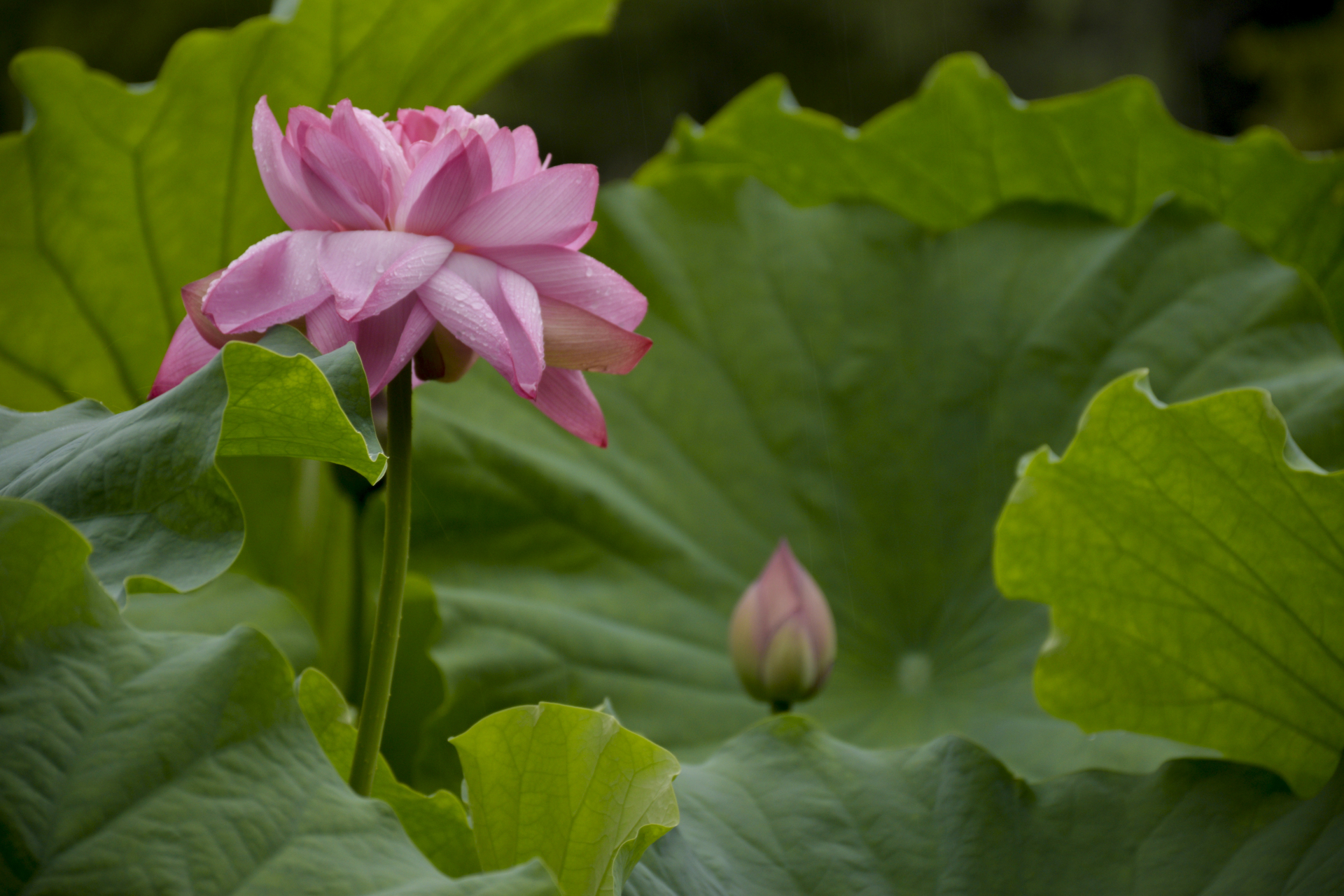 嘉定陈家山公园的荷花已到盛花期.雨中荷花娇羞欲滴,别有一番情调!