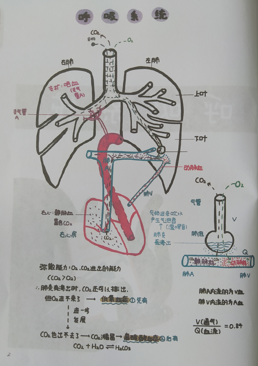 人体呼吸系统的简易图图片