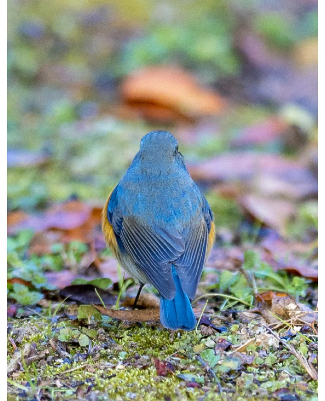 听说这小家伙叫红胁蓝尾鸲雄鸟,也不知道是不是真的.