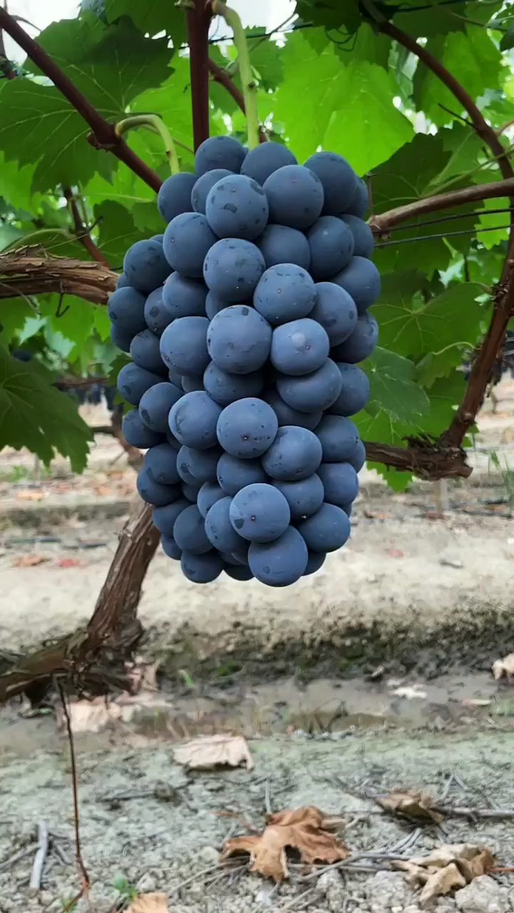 早夏无核葡萄苗多少钱一棵 哪里有早夏无核葡萄苗 早夏无核葡萄苗结果