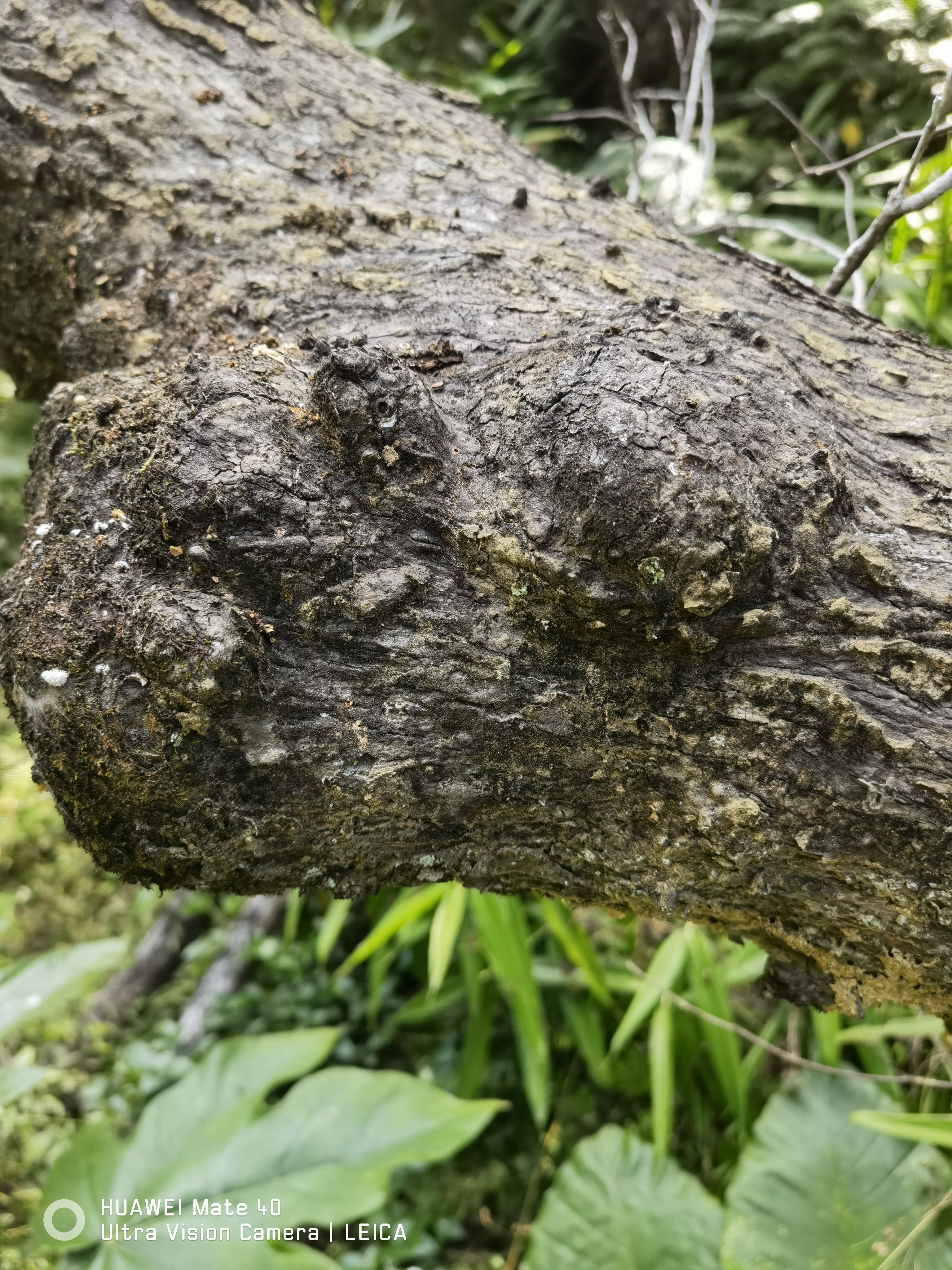 这算不算泄漏天机?