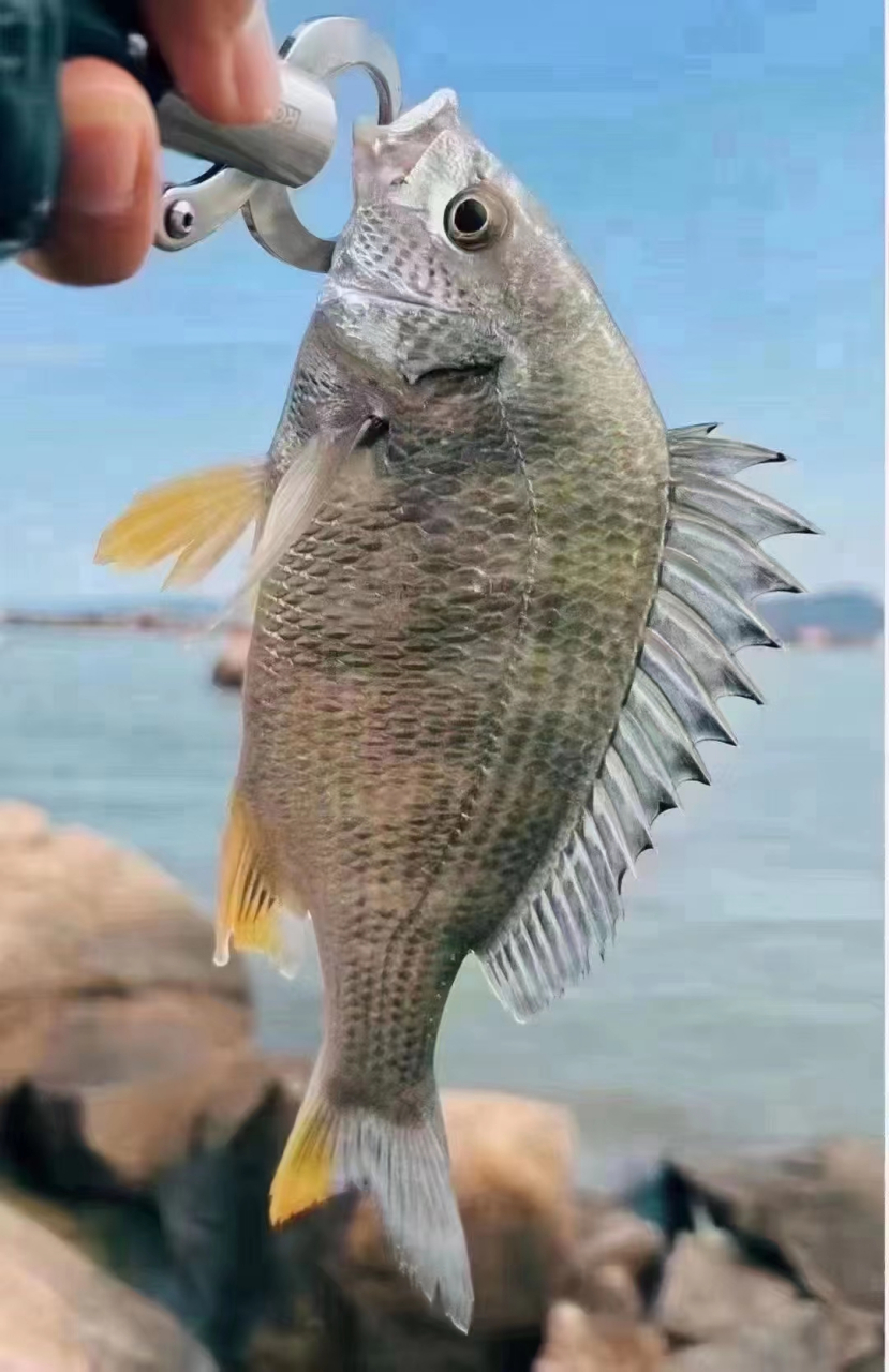 海钓黄翅鱼,多肉无小刺,超级高营养 非常营养又好吃的深海鱼!