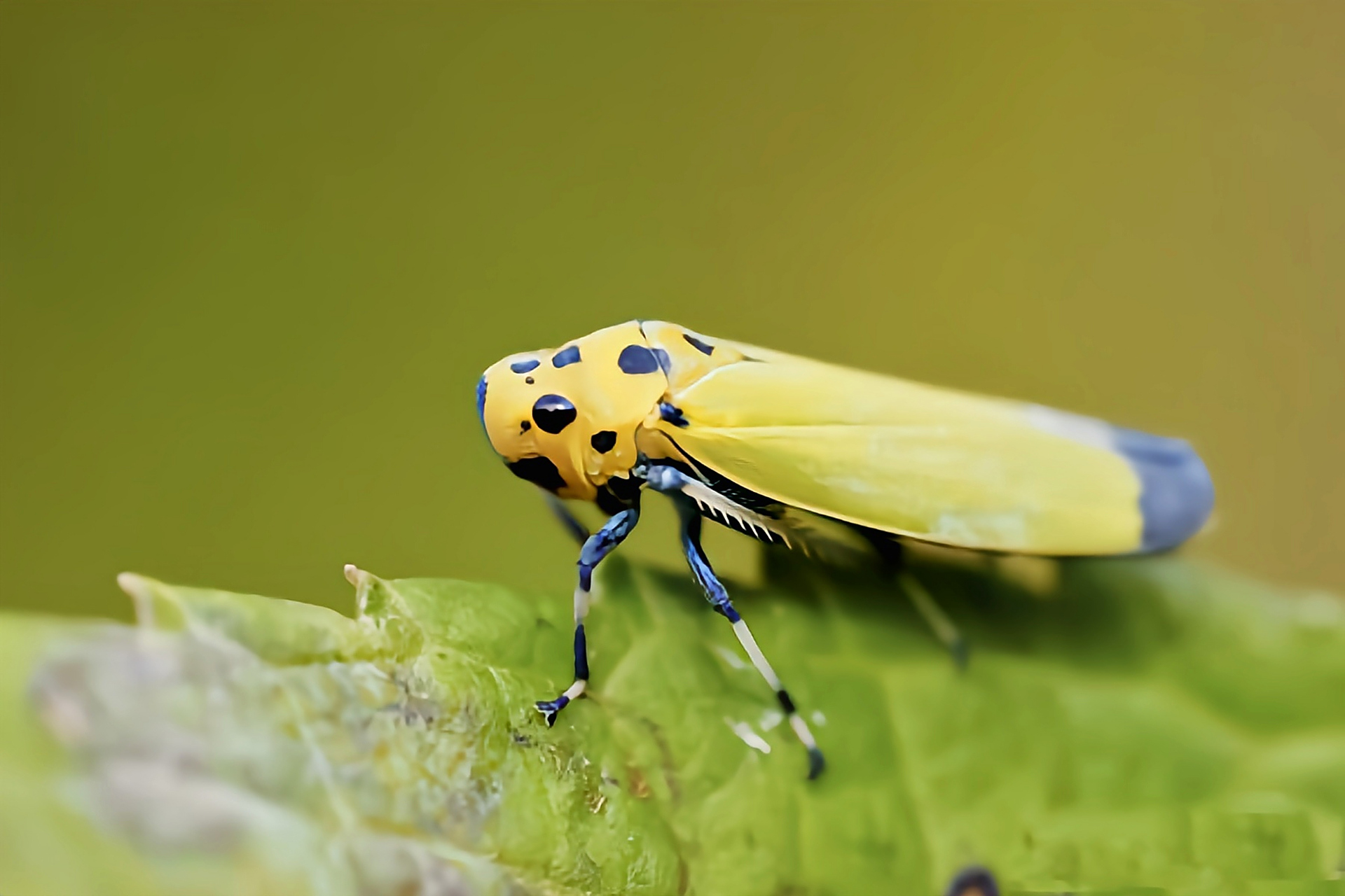 每天认识一种昆虫——黑尾叶蝉 黑尾叶蝉是半翅目,叶蝉科,黑尾叶蝉属