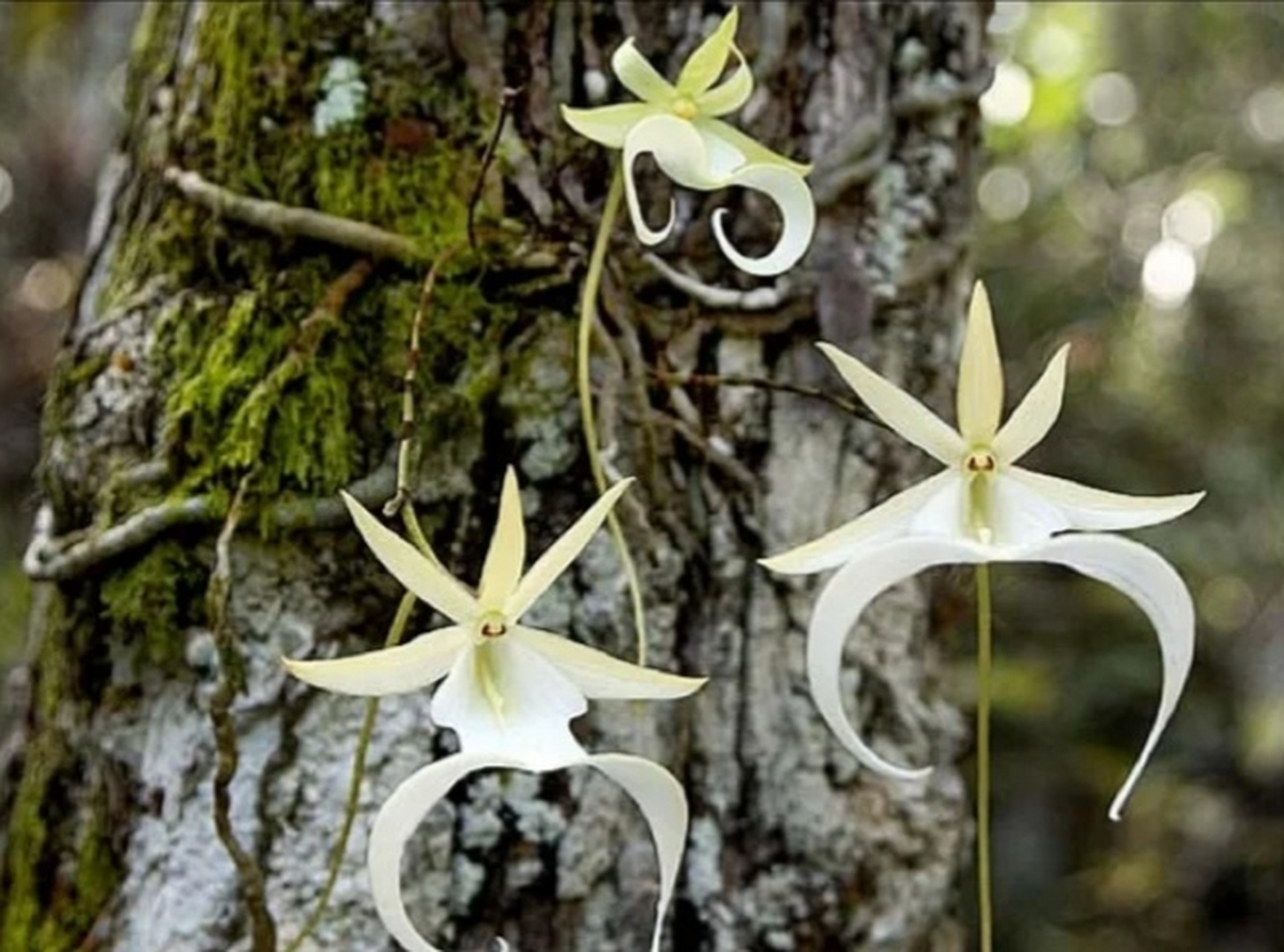 在野外遇到这种兰花一定要绕道走,因为它是牢底坐穿兰.