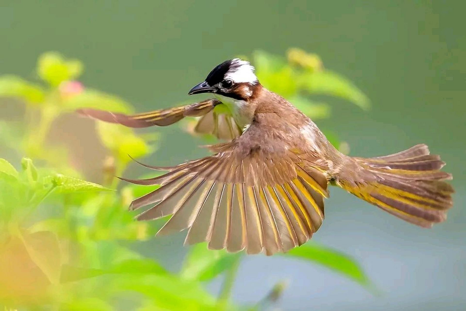 漂亮好看的小鸟白头鹎#摄影# #中国美景大赏
