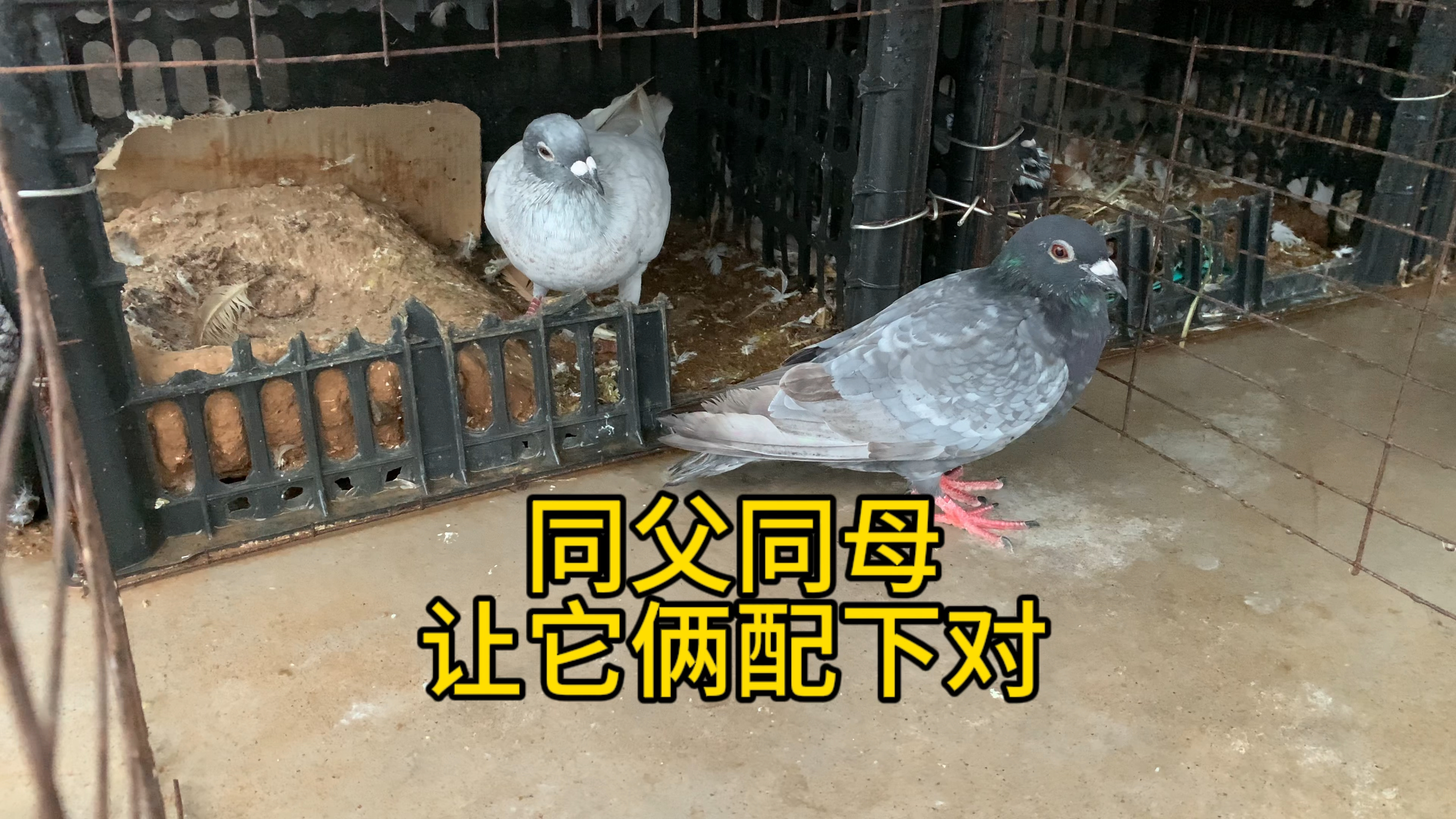蓝鱼鳞配白鱼鳞鸽子
